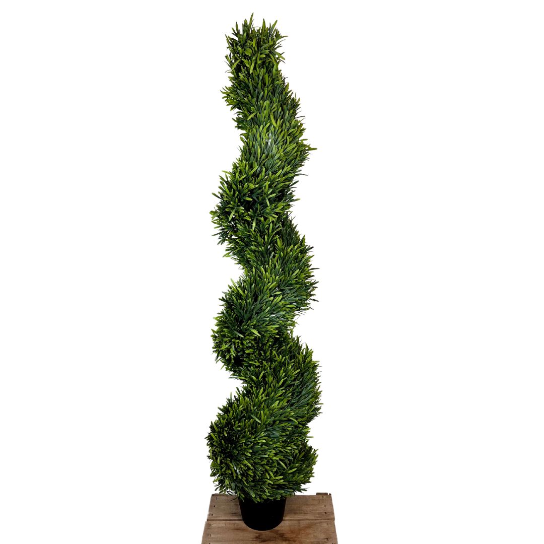 UV Rosemary Spiral Tree in Pot 4 ft