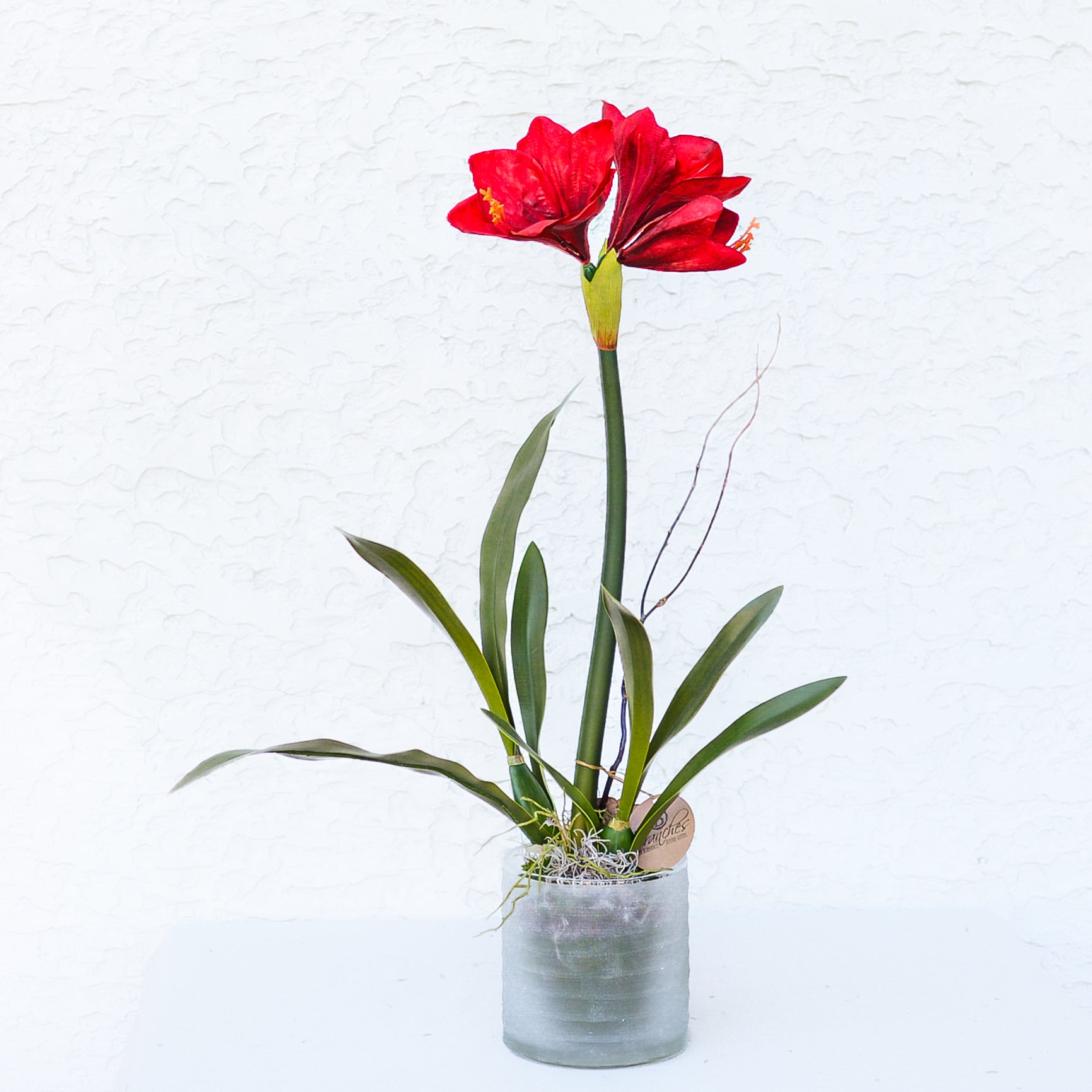 Single Crimson Amaryllis Drop In