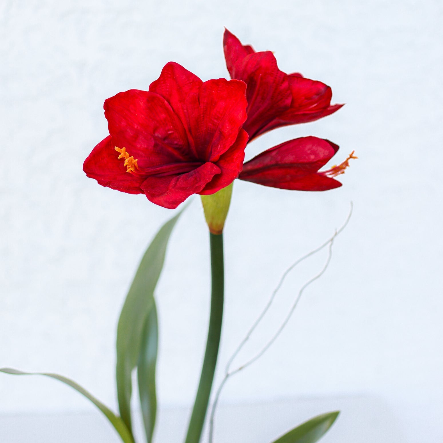Single Crimson Amaryllis Drop In