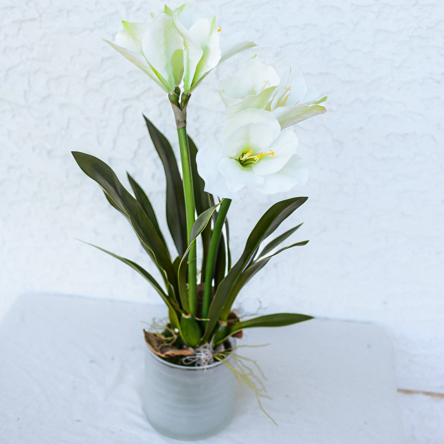 Double White Amaryllis in Moss Pot