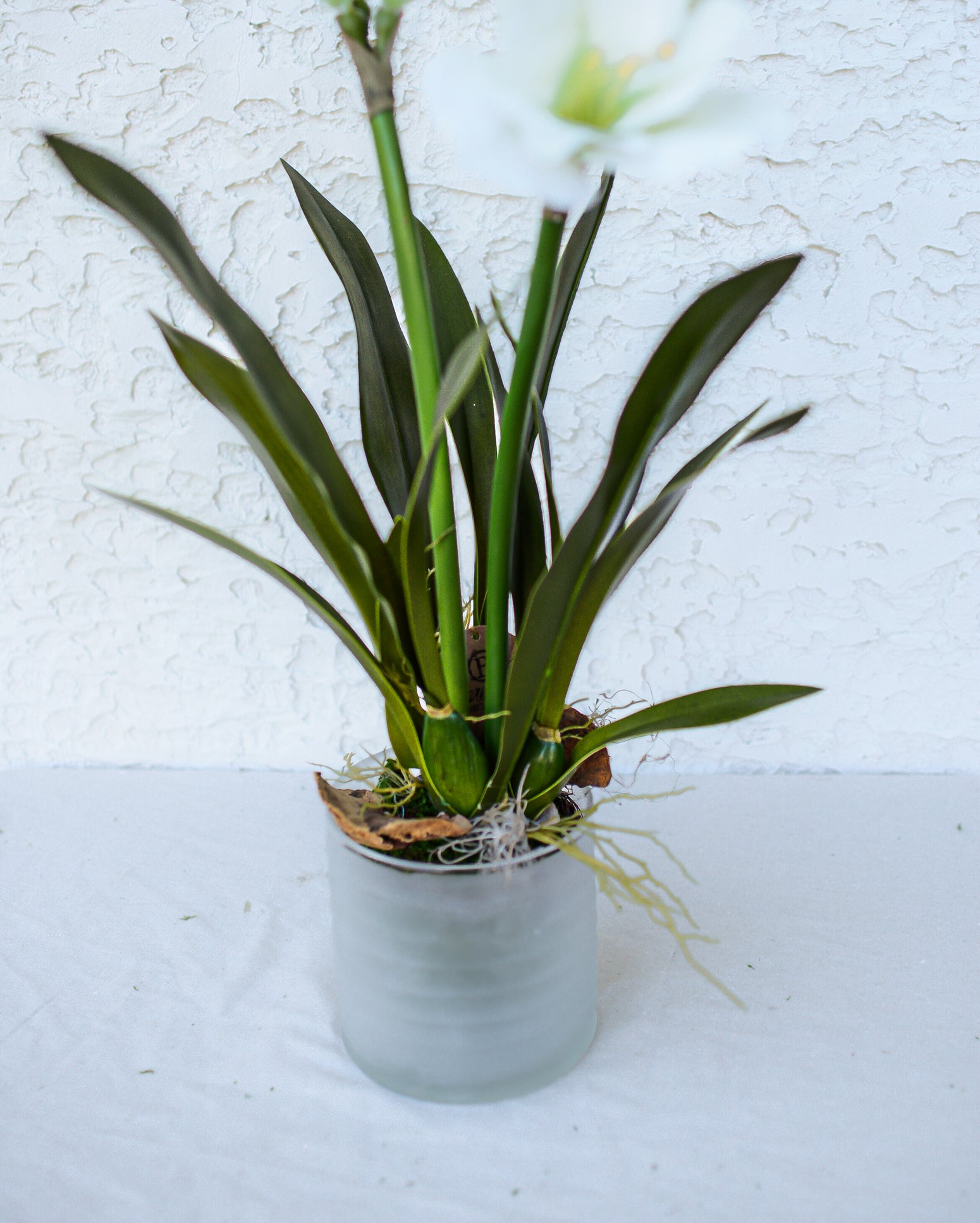 Double White Amaryllis in Moss Pot