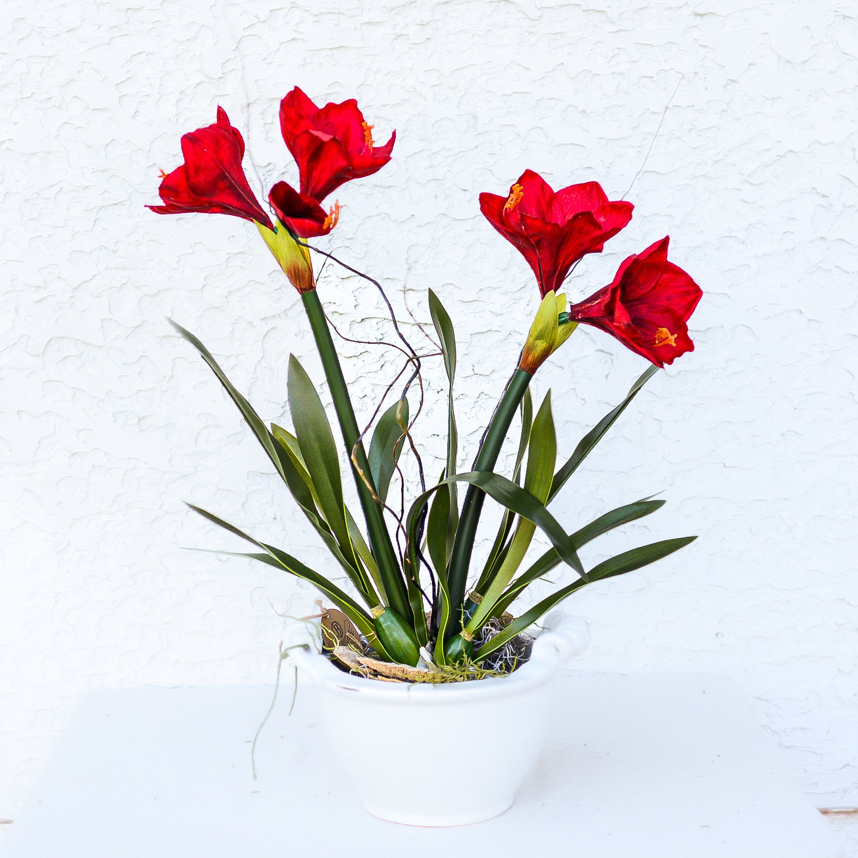 Amaryllis Red Double Drop In