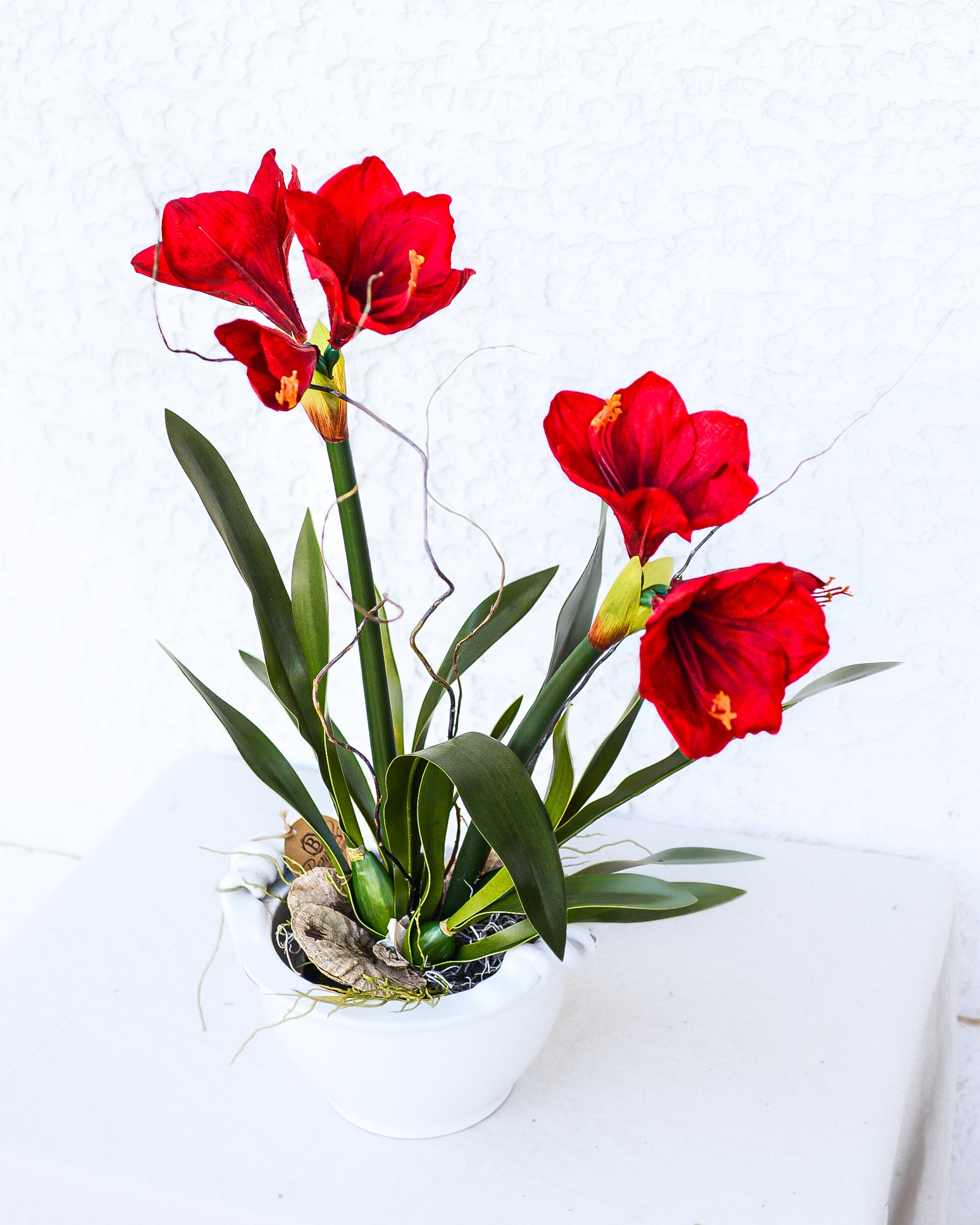 Amaryllis Red Double Drop In