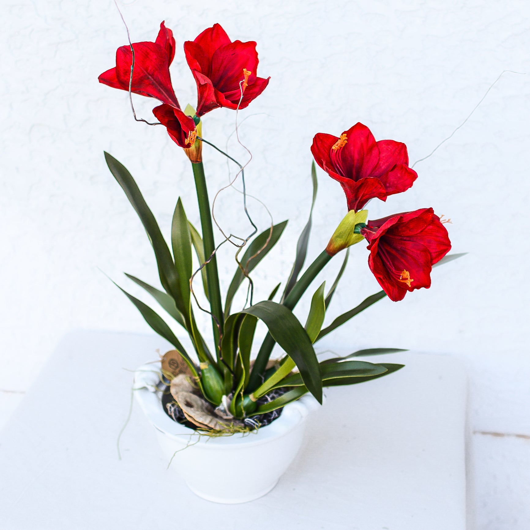 Amaryllis Red Double Drop In