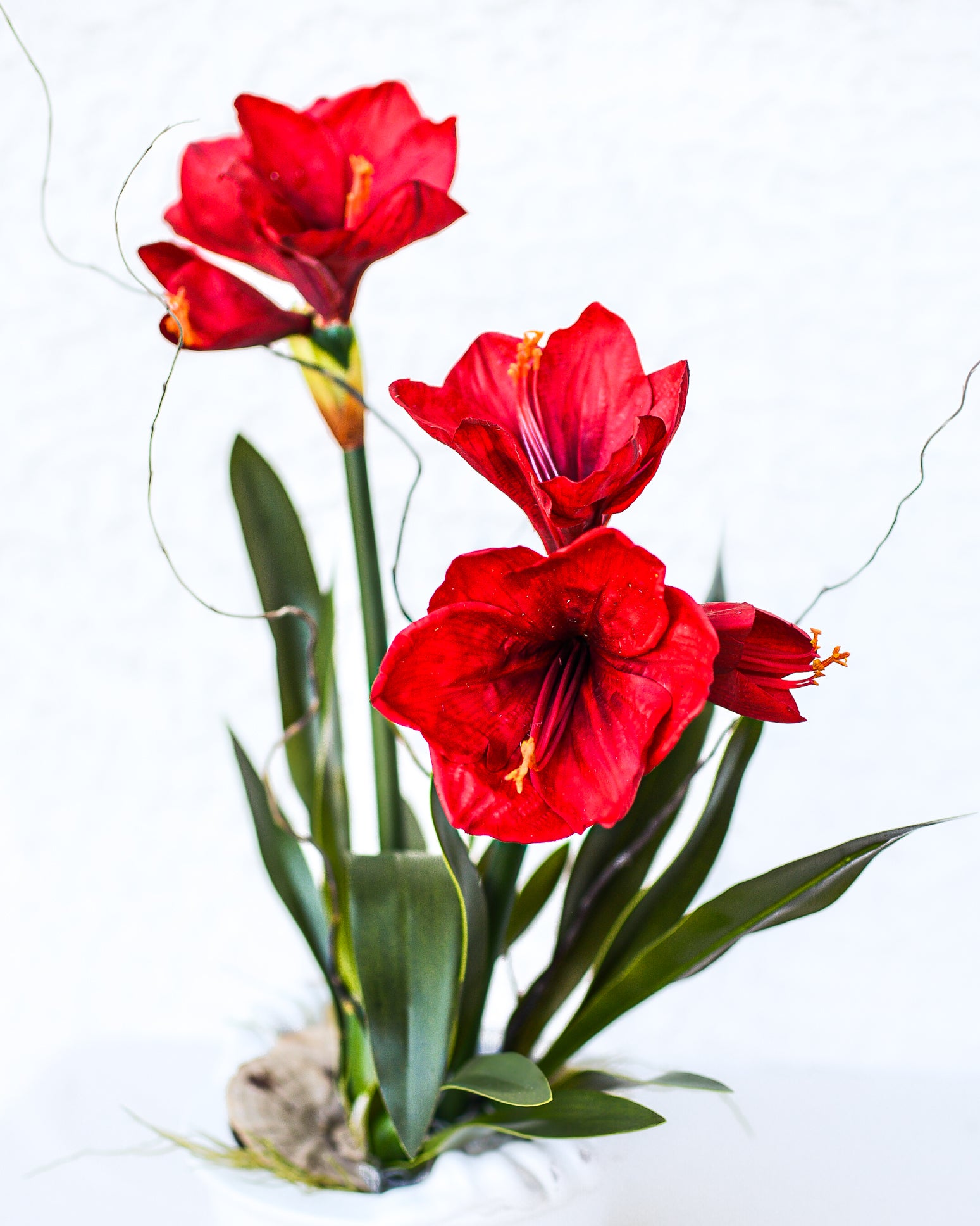 Amaryllis Red Double Drop In