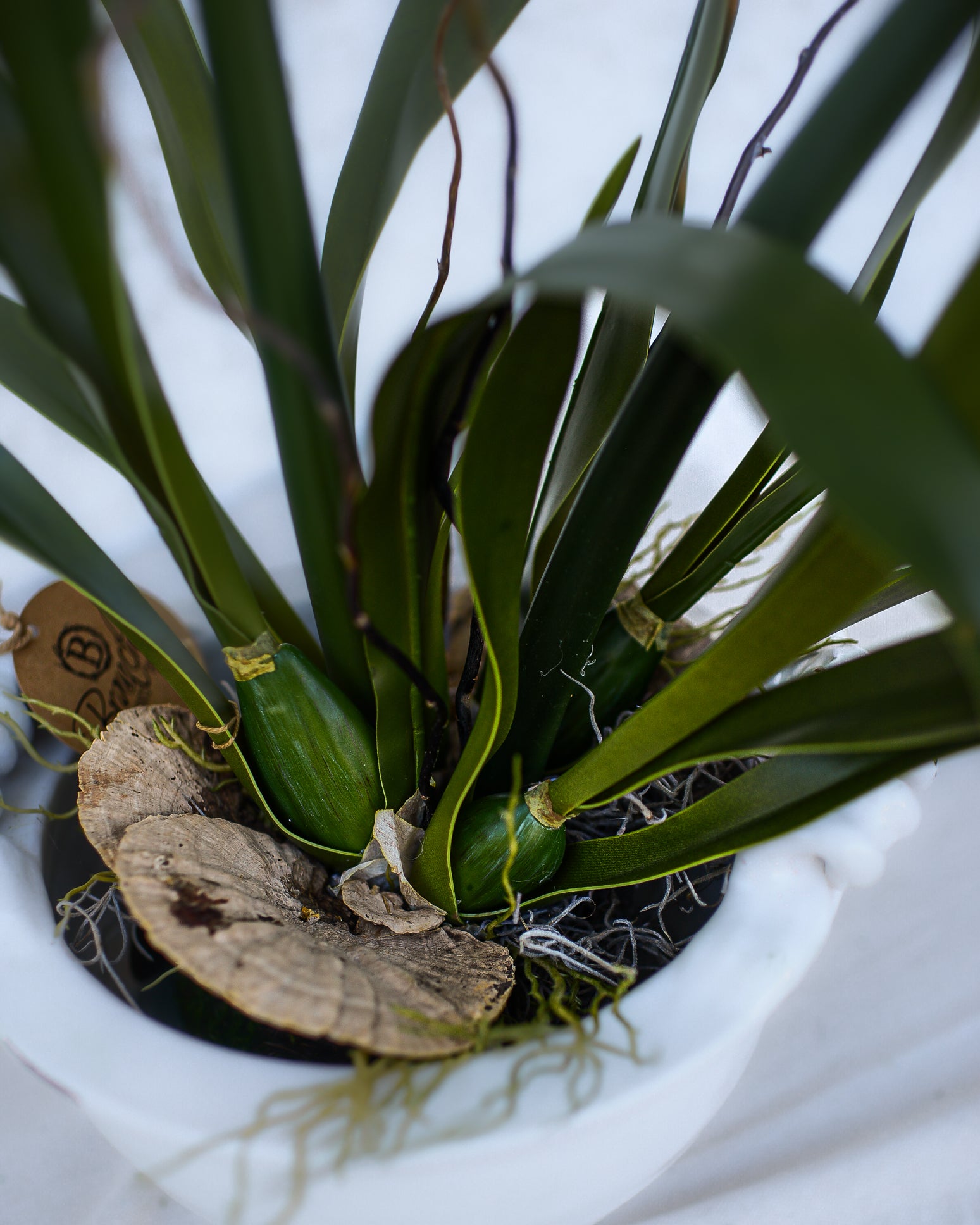 Amaryllis Red Double Drop In