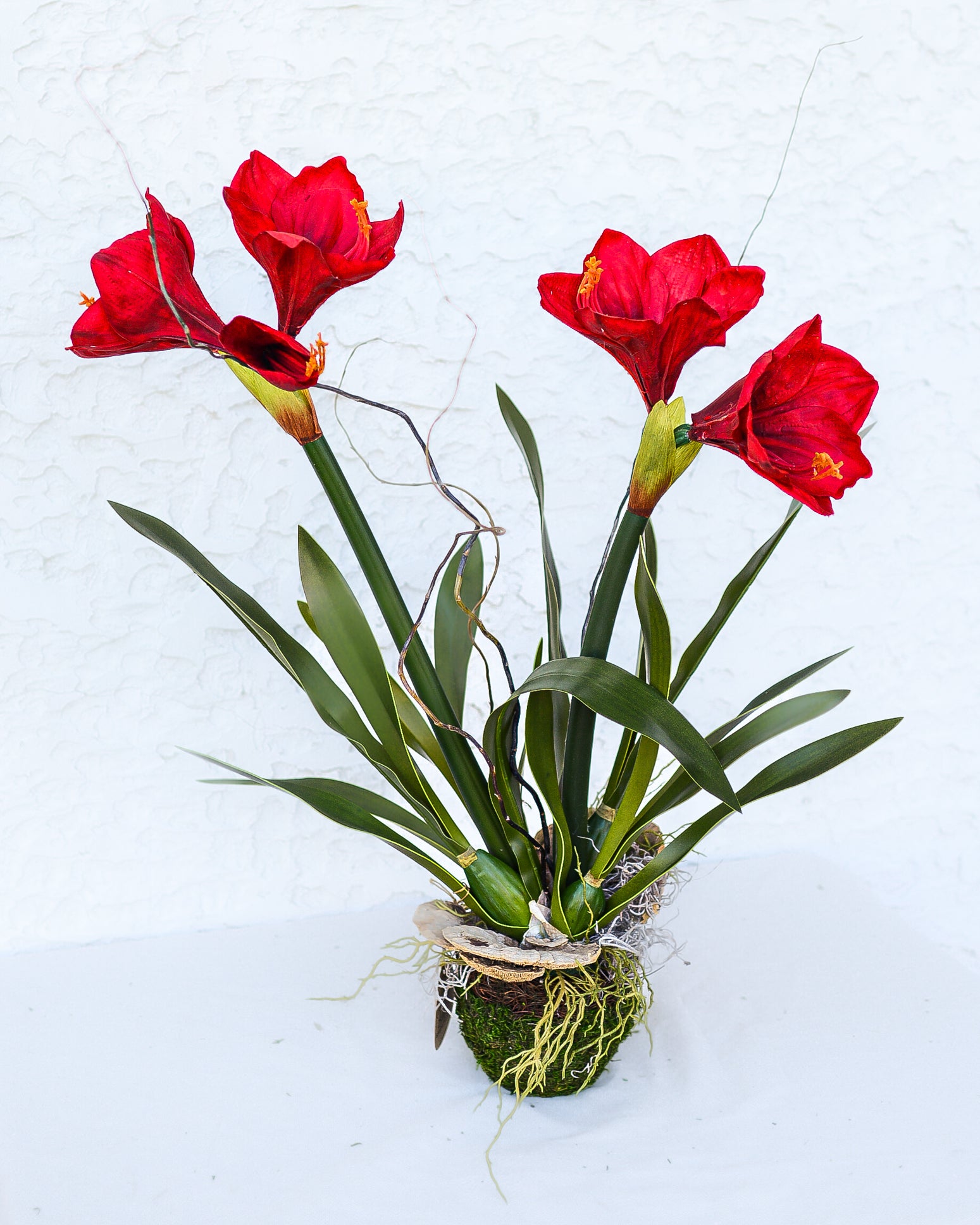 Amaryllis Red Double Drop In
