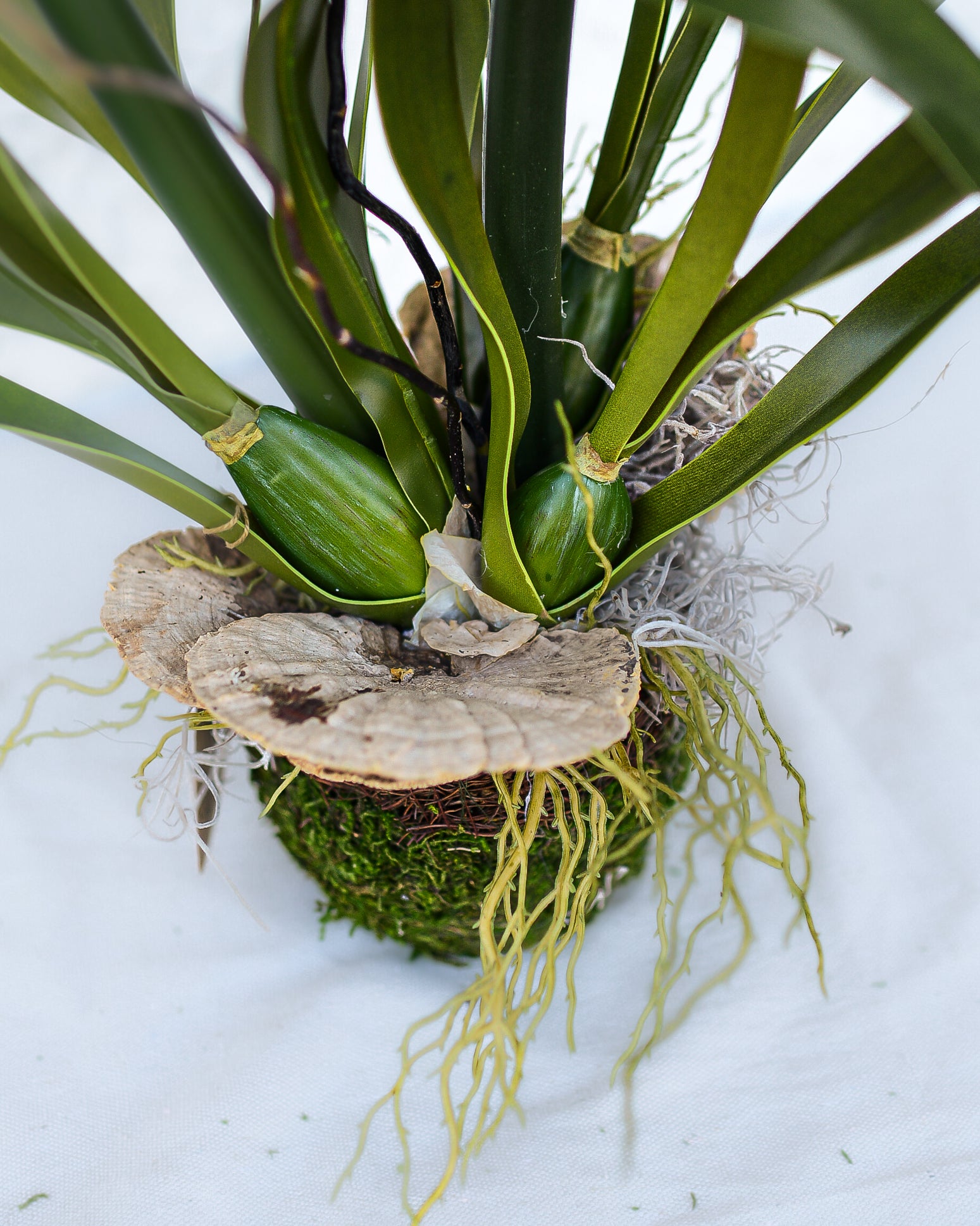 Amaryllis Red Double Drop In