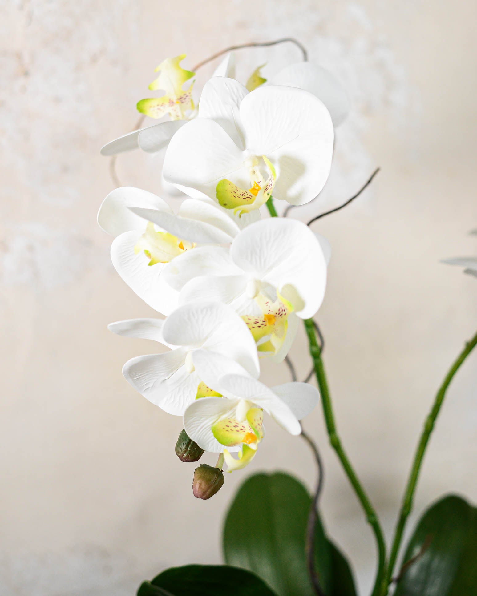 Double White Phalaenopsis Orchid Drop In
