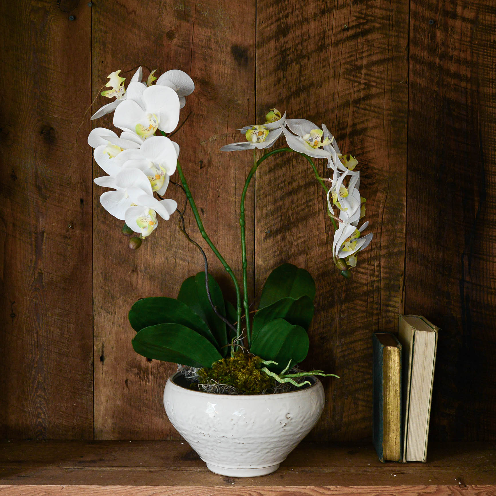 white orchid potted plant Double White Phalaenopsis Orchid Drop In