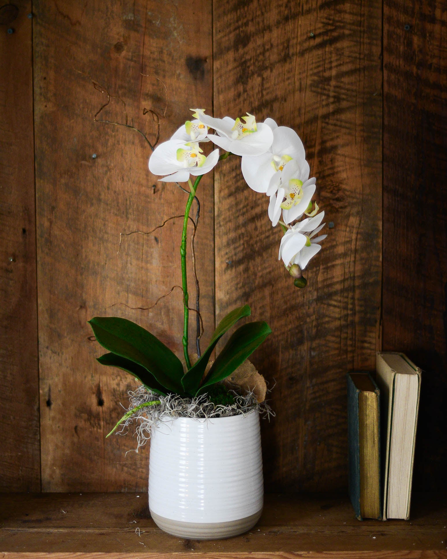 Single White Phalaenopsis Orchid Drop In