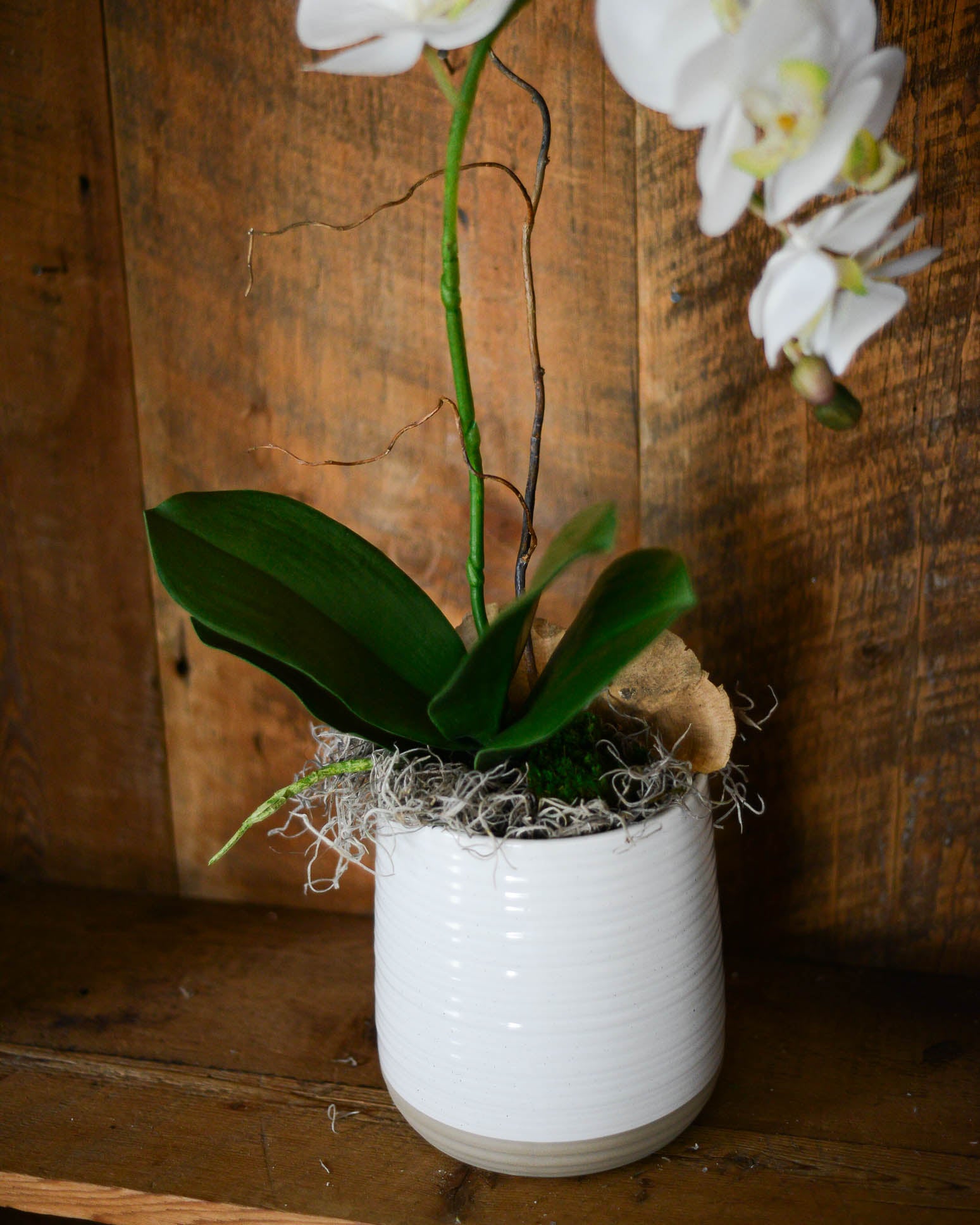 Single White Phalaenopsis Orchid Drop In