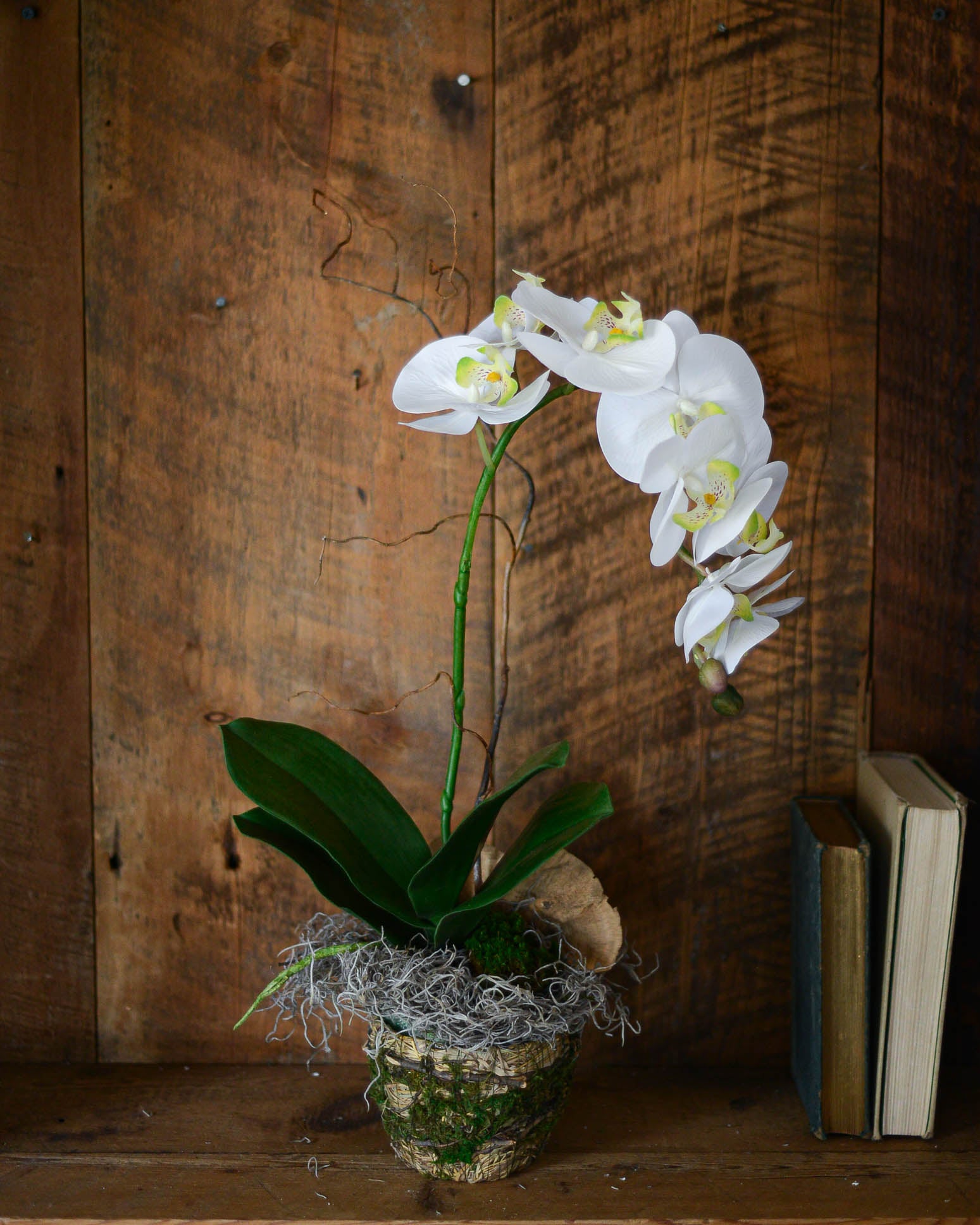 Single White Phalaenopsis Orchid Drop In