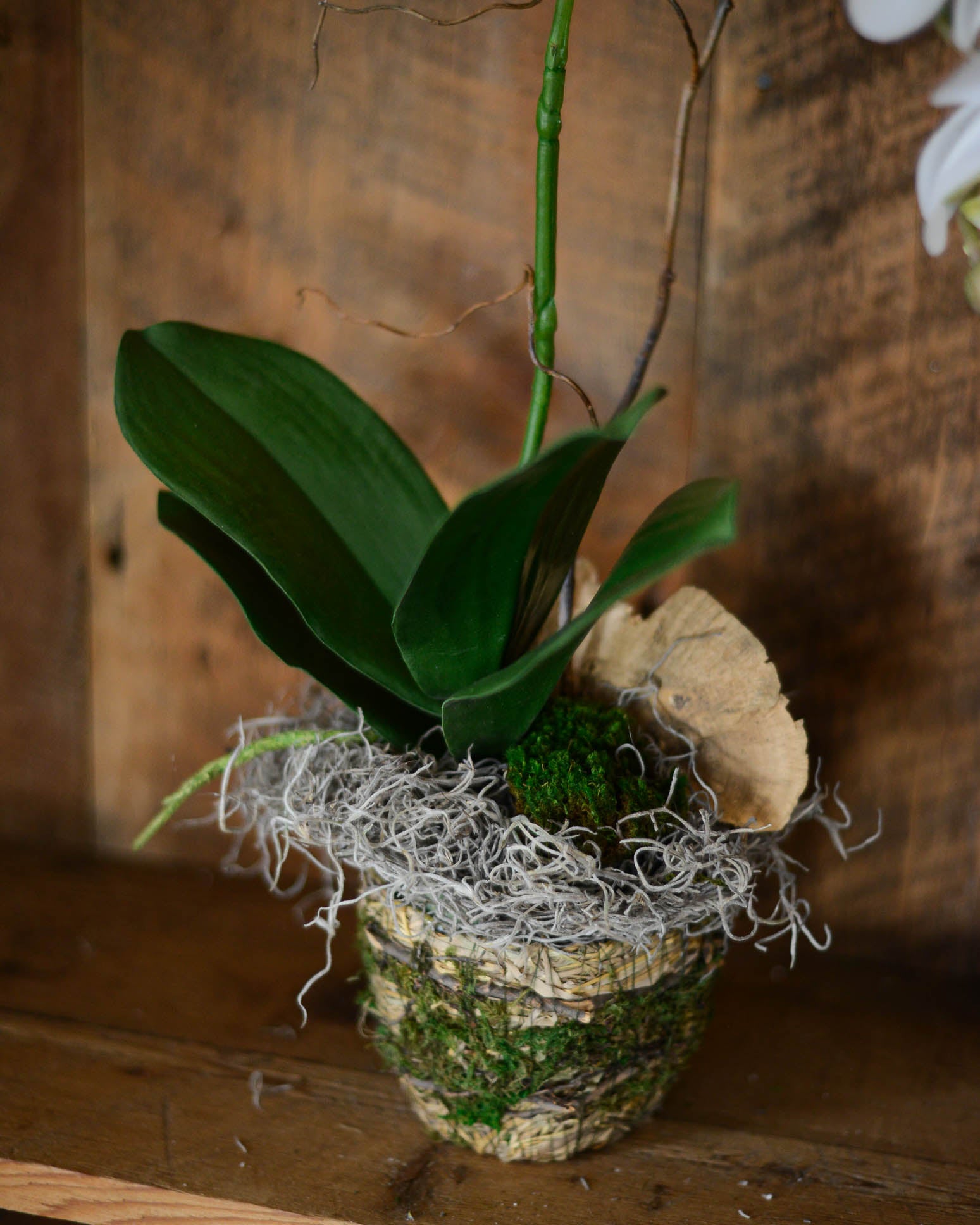 Single White Phalaenopsis Orchid Drop In