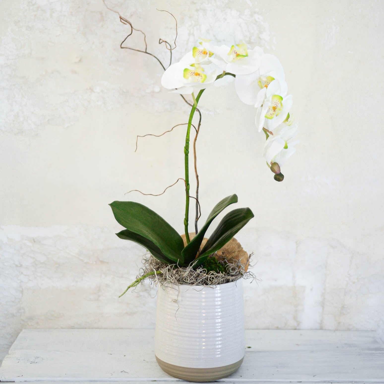 Single White Phalaenopsis Orchid Drop In