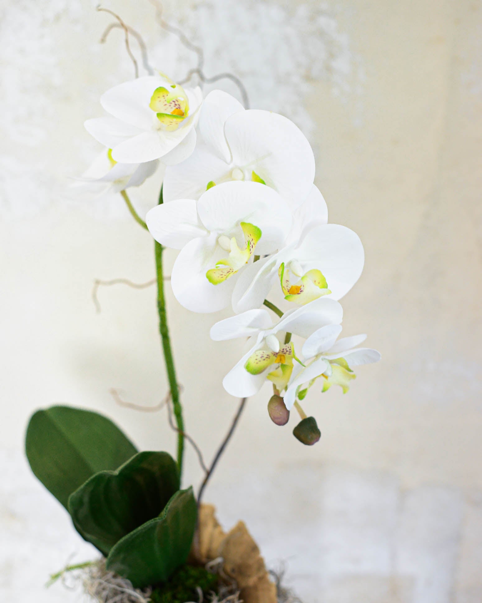 Single White Phalaenopsis Orchid Drop In