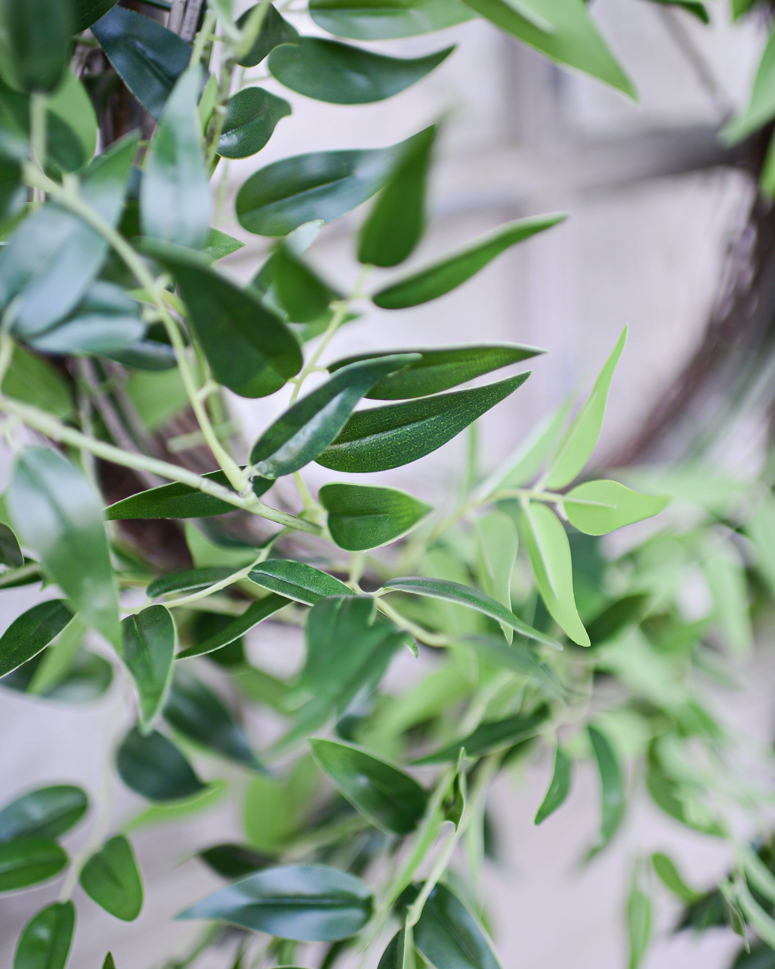 Italian Ruscus Wreath