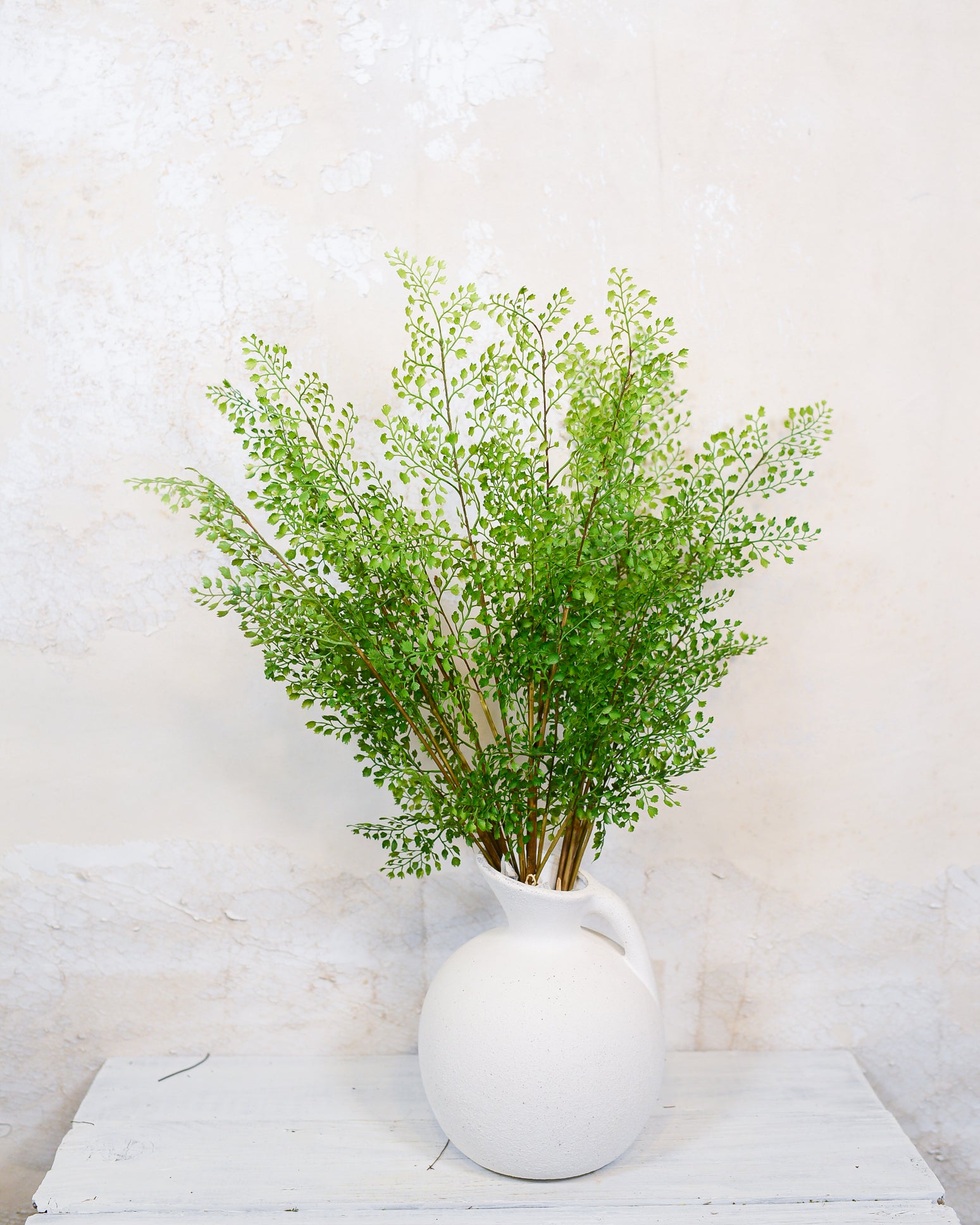 Maidenhair Fern Bundle