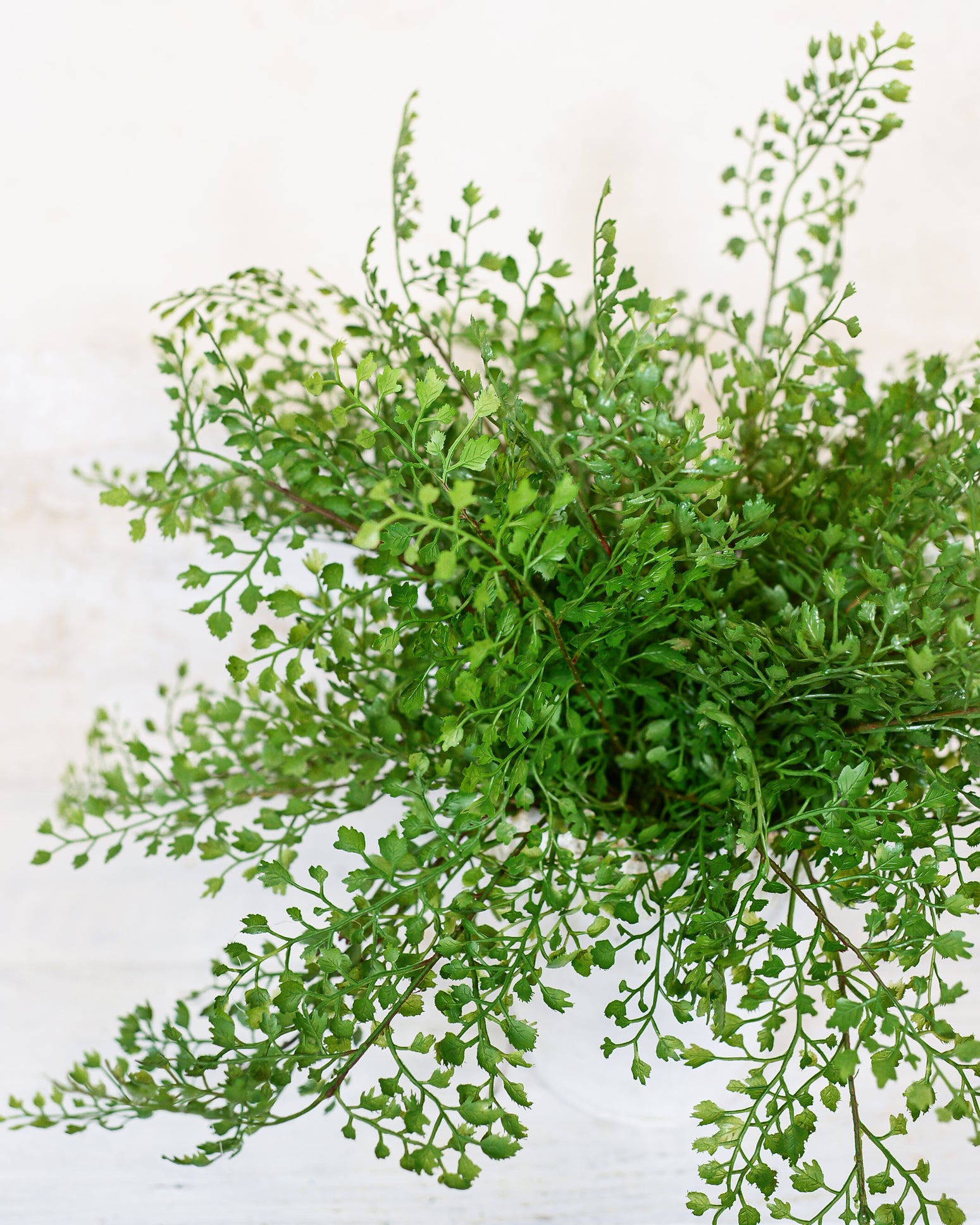 Maidenhair Fern Bush