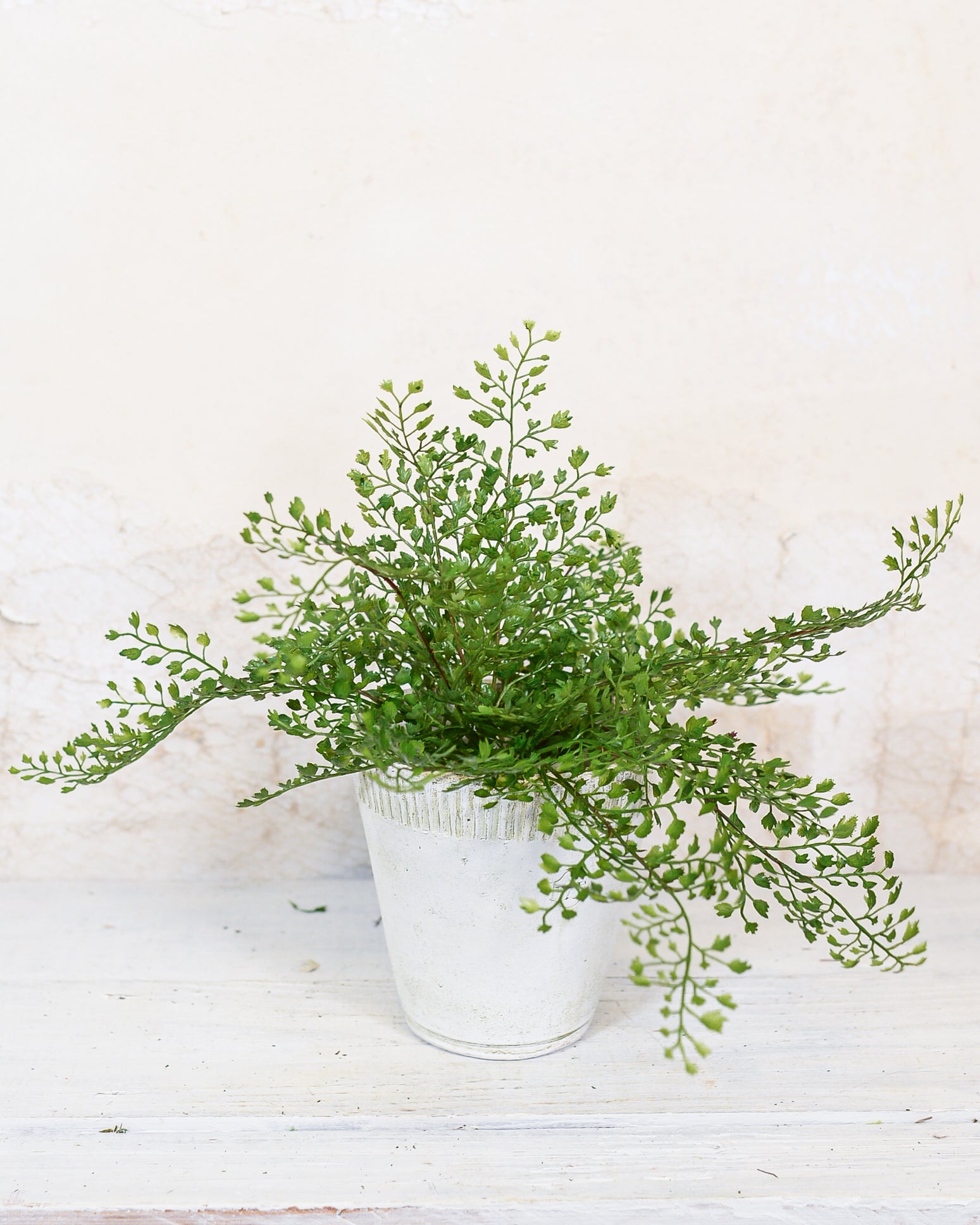 Maidenhair Fern Bush