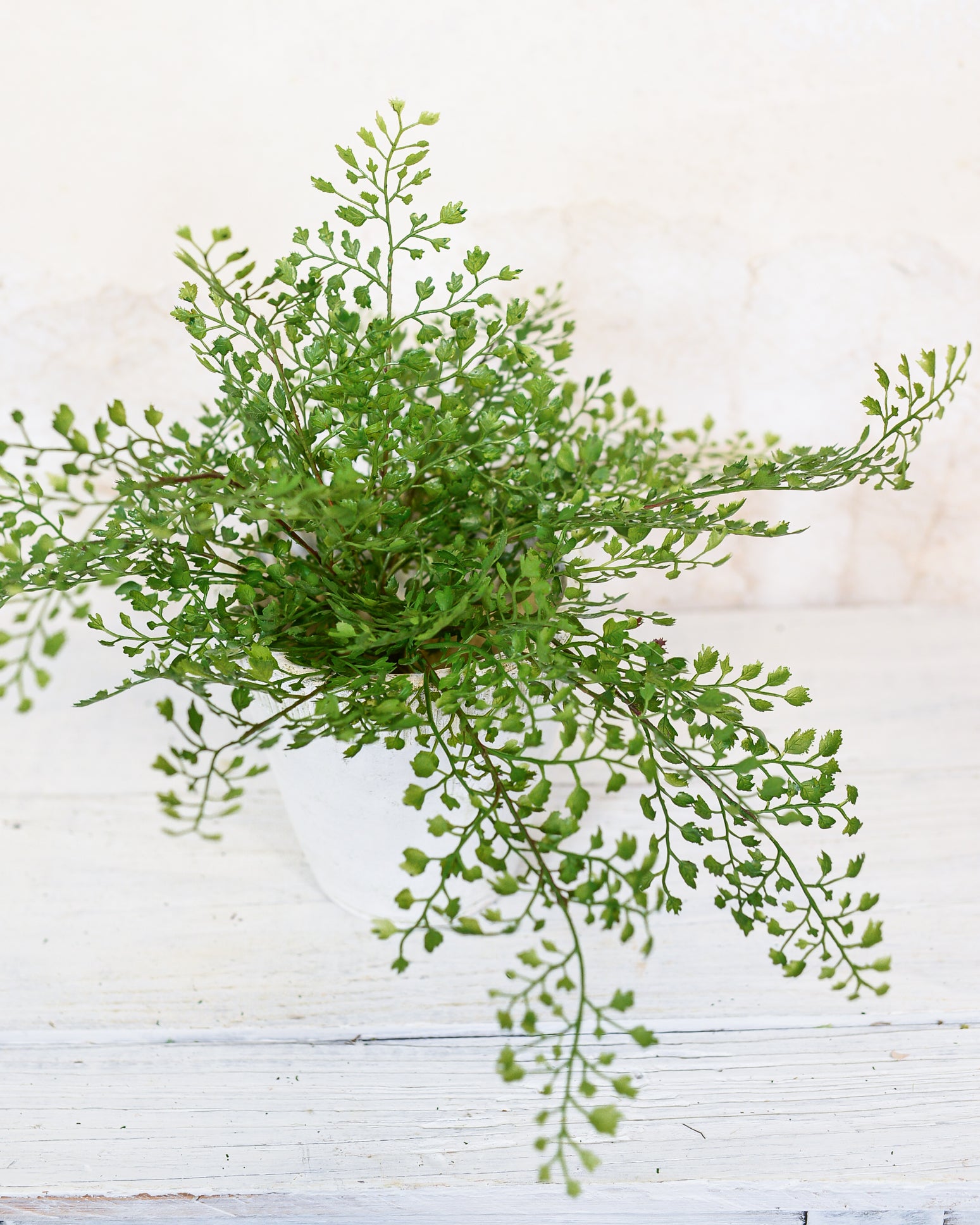 Maidenhair Fern Bush