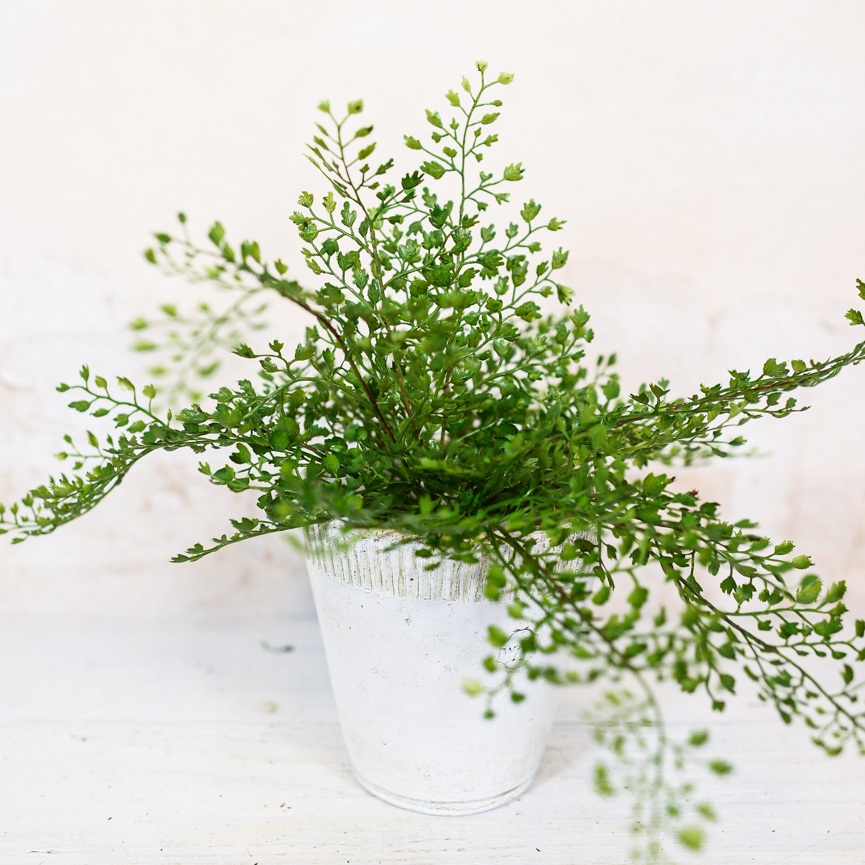 Maidenhair Fern Bush