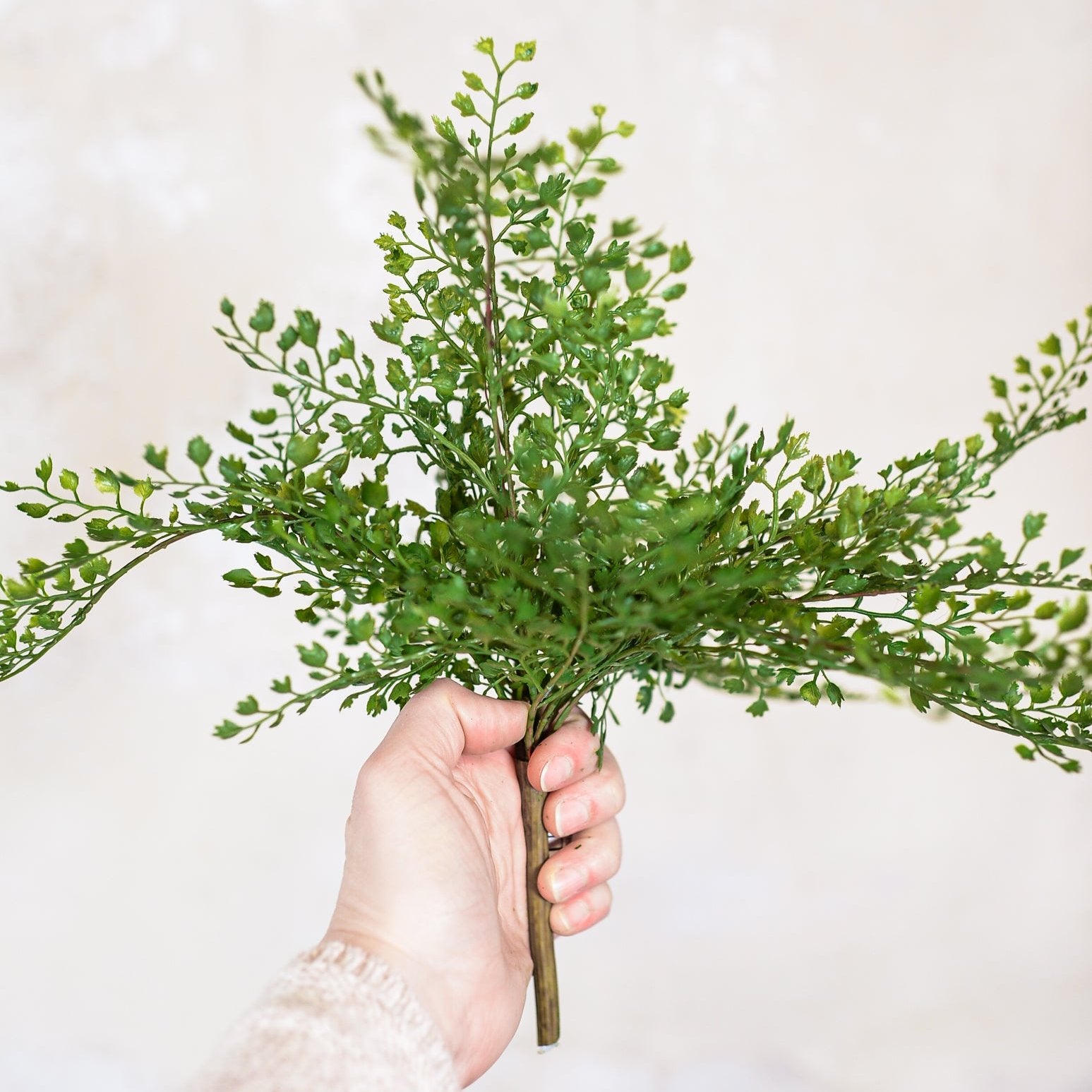 Maidenhair Fern Bush