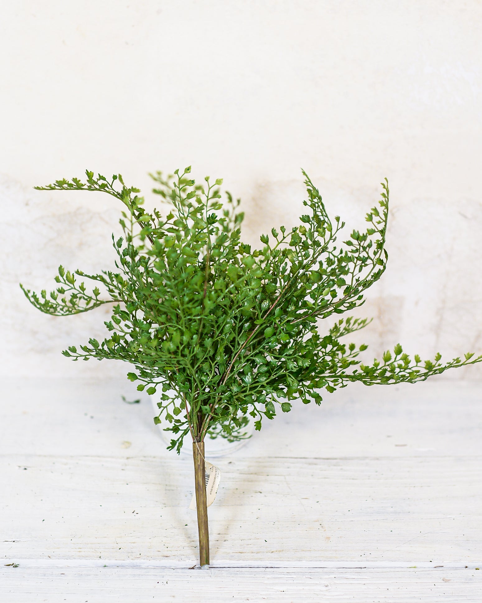Maidenhair Fern Bush