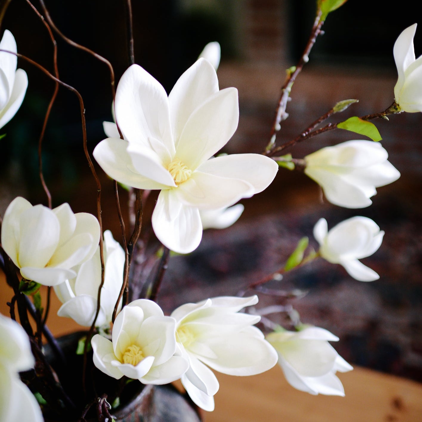 Saucer Magnolia Spray White