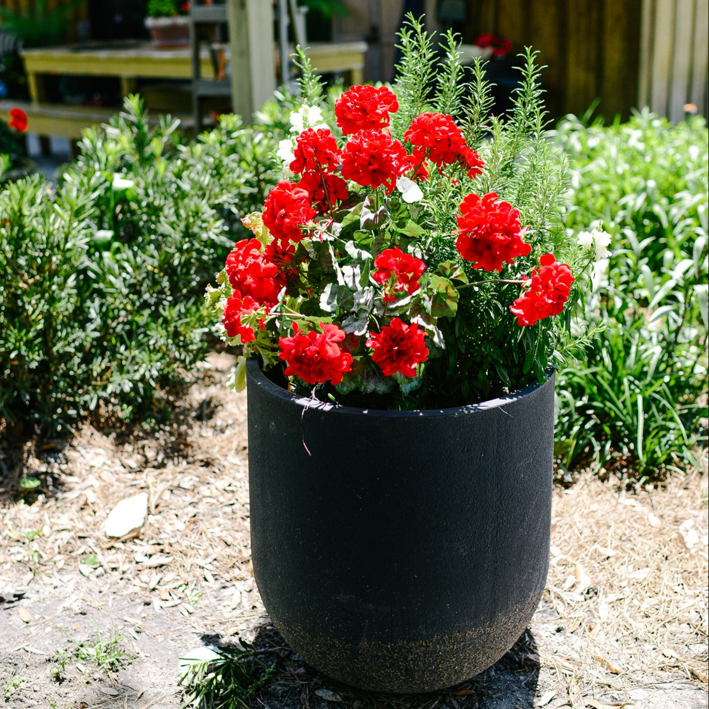 Red Geranium Bush Stem with Nine Blooms