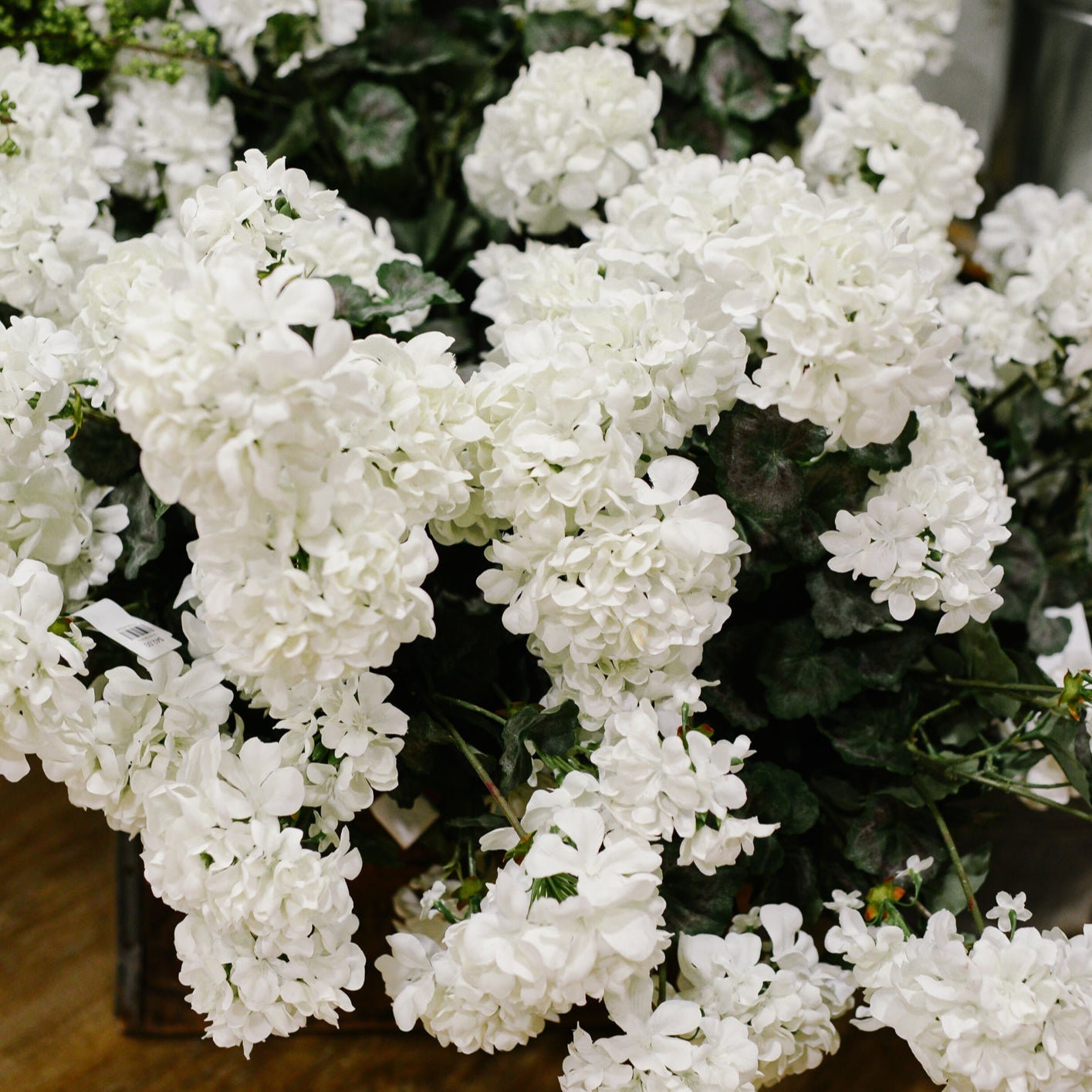 White Geranium Bush Stem