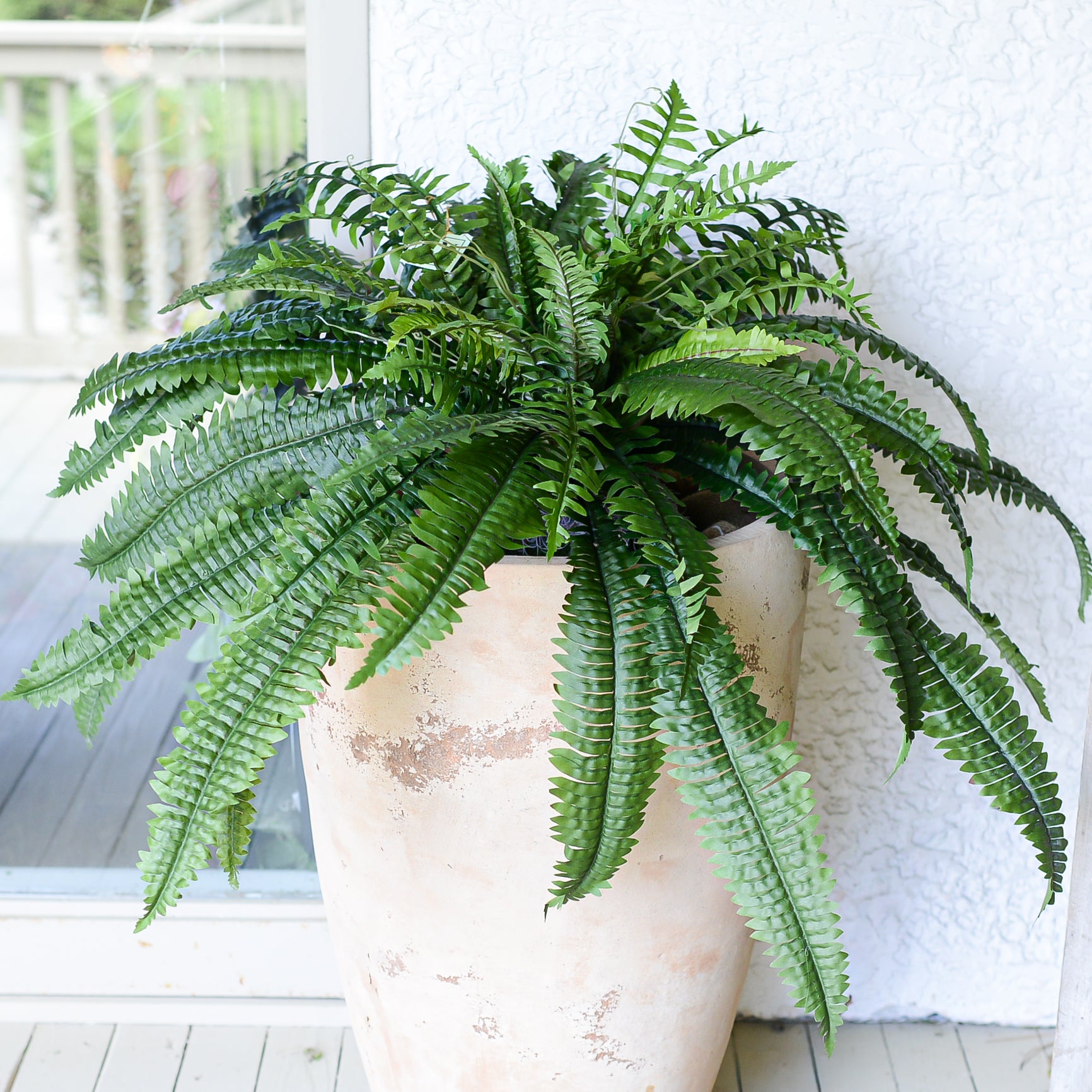 Boston Estate Fern UV Large Drop In