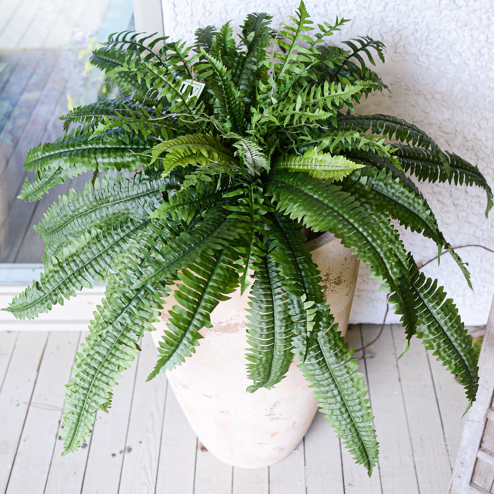 Boston Estate Fern UV Large Drop In