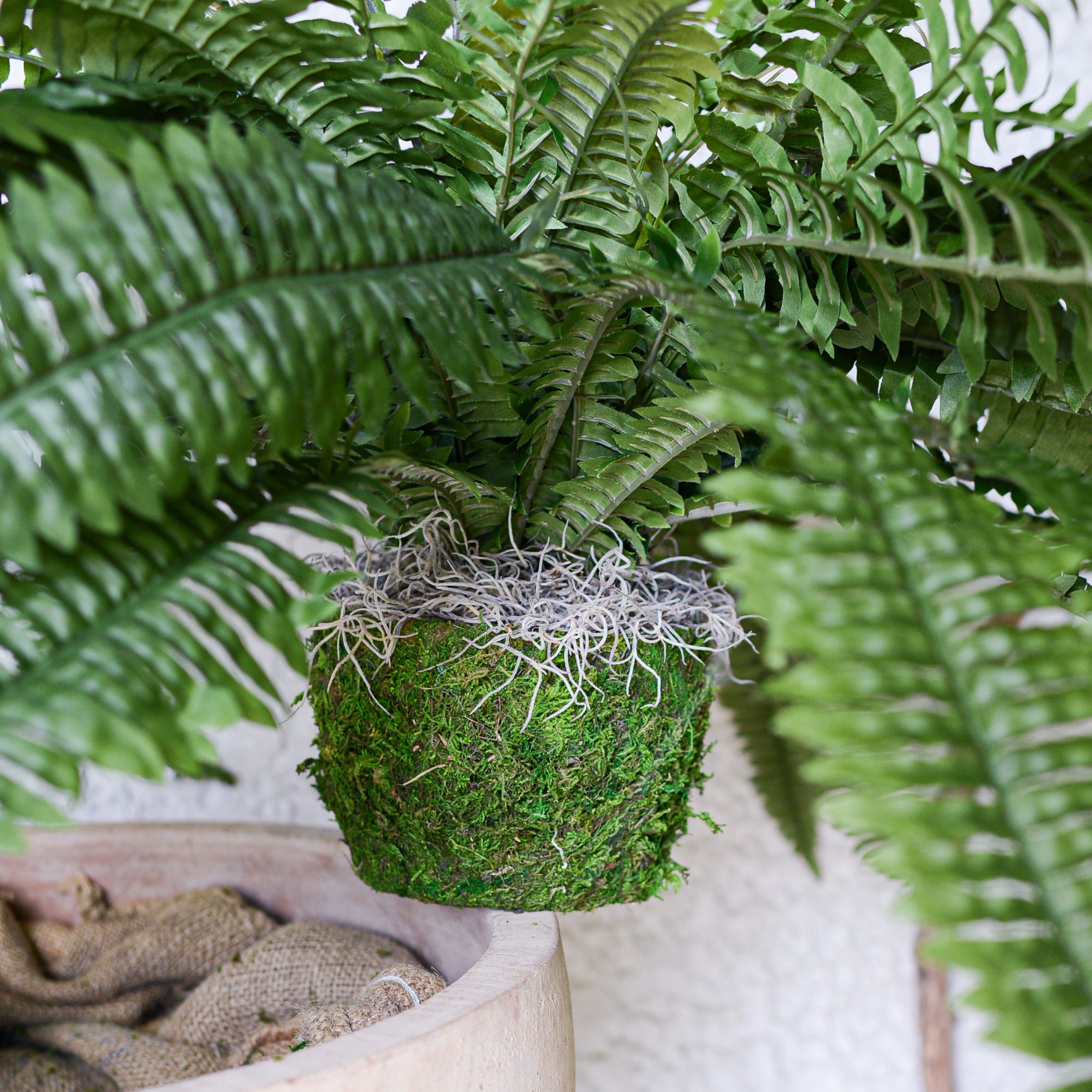 Boston Estate Fern UV Large Drop In