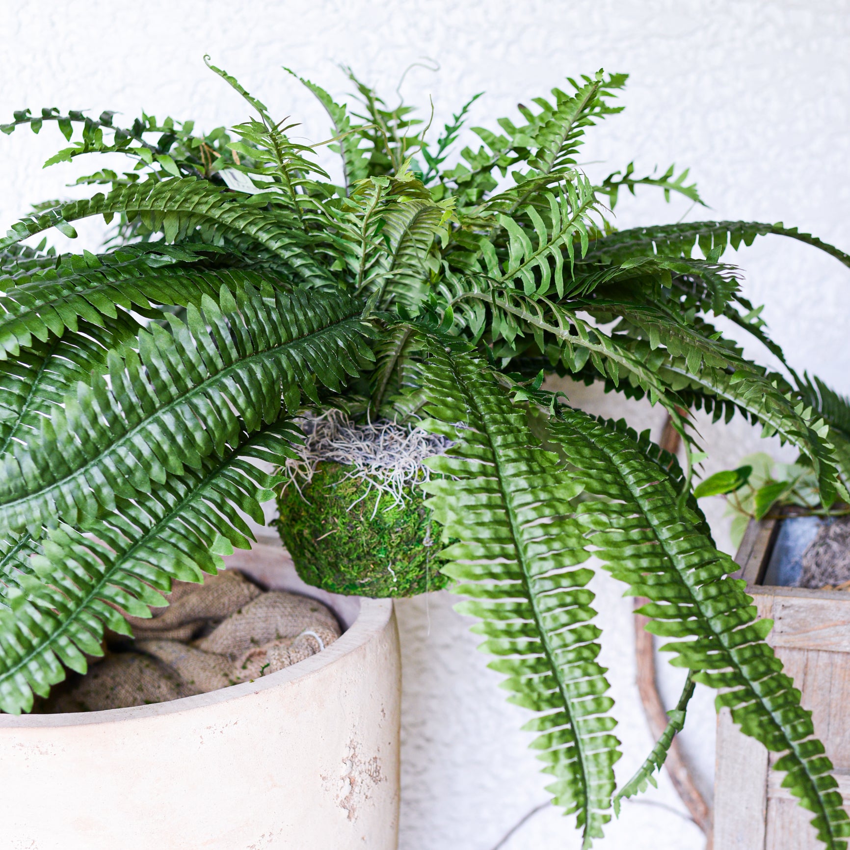 Boston Estate Fern UV Large Drop In