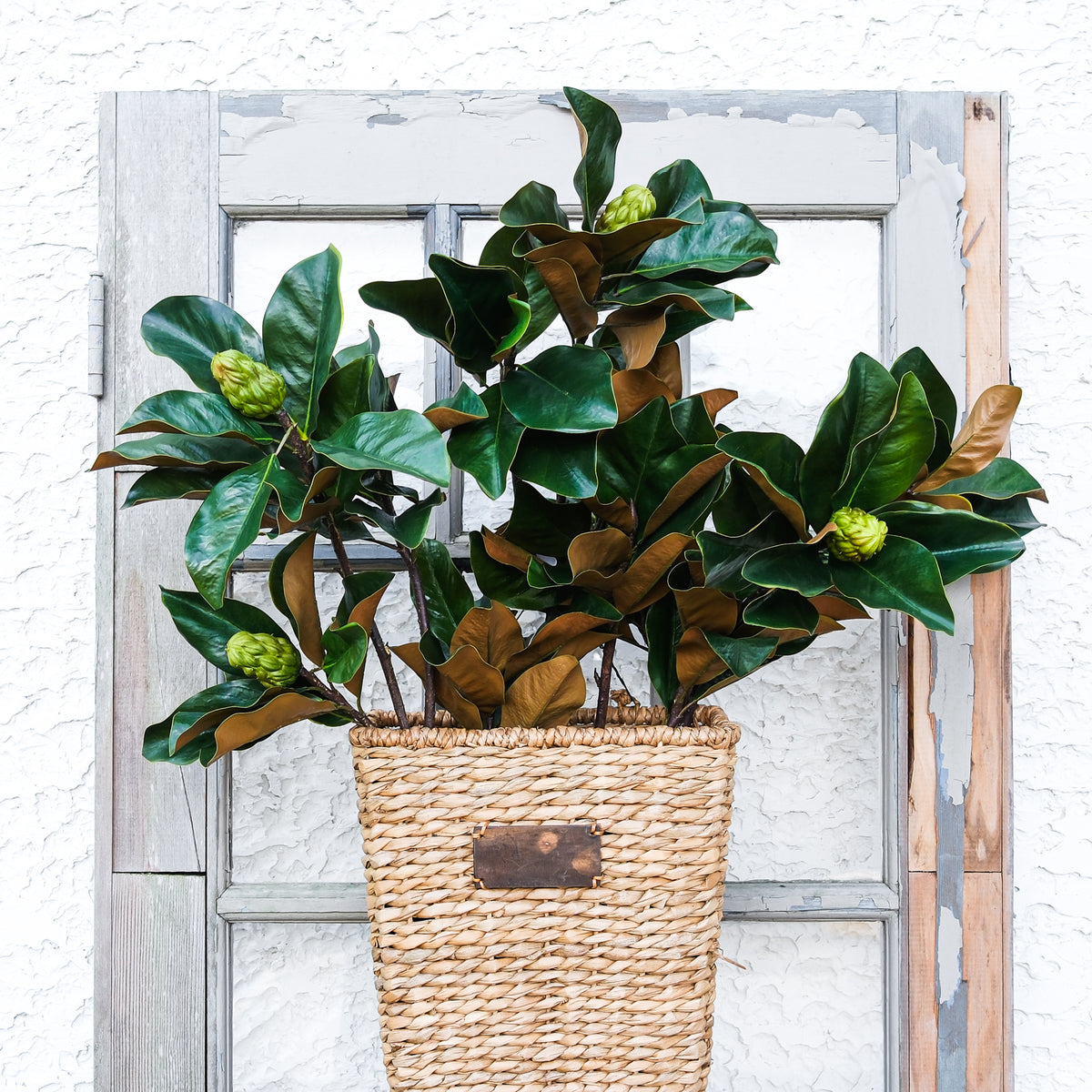Grand Magnolia Leaf Pods Branch 44"L