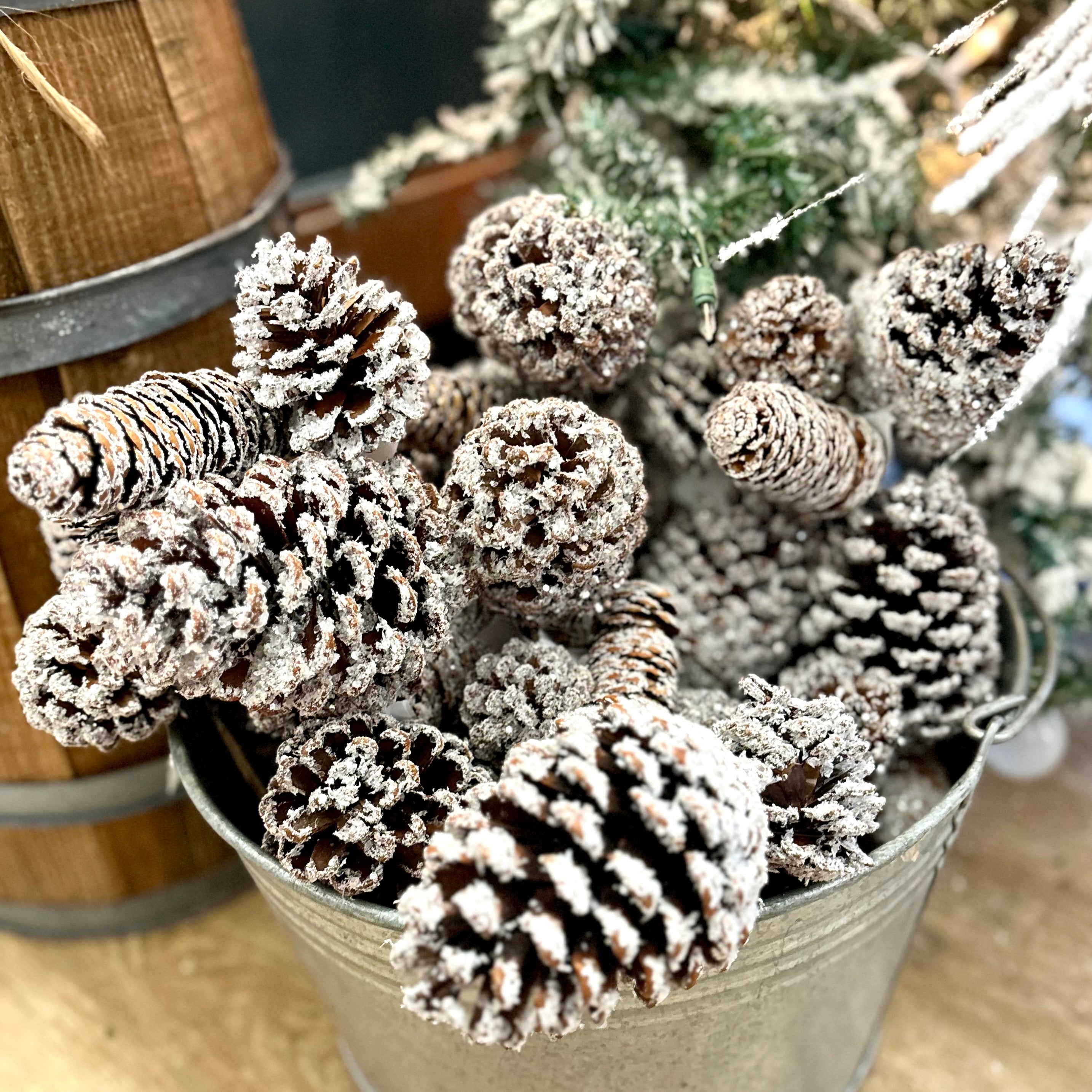 Frosted Mixed Pinecone Pick Three Cones
