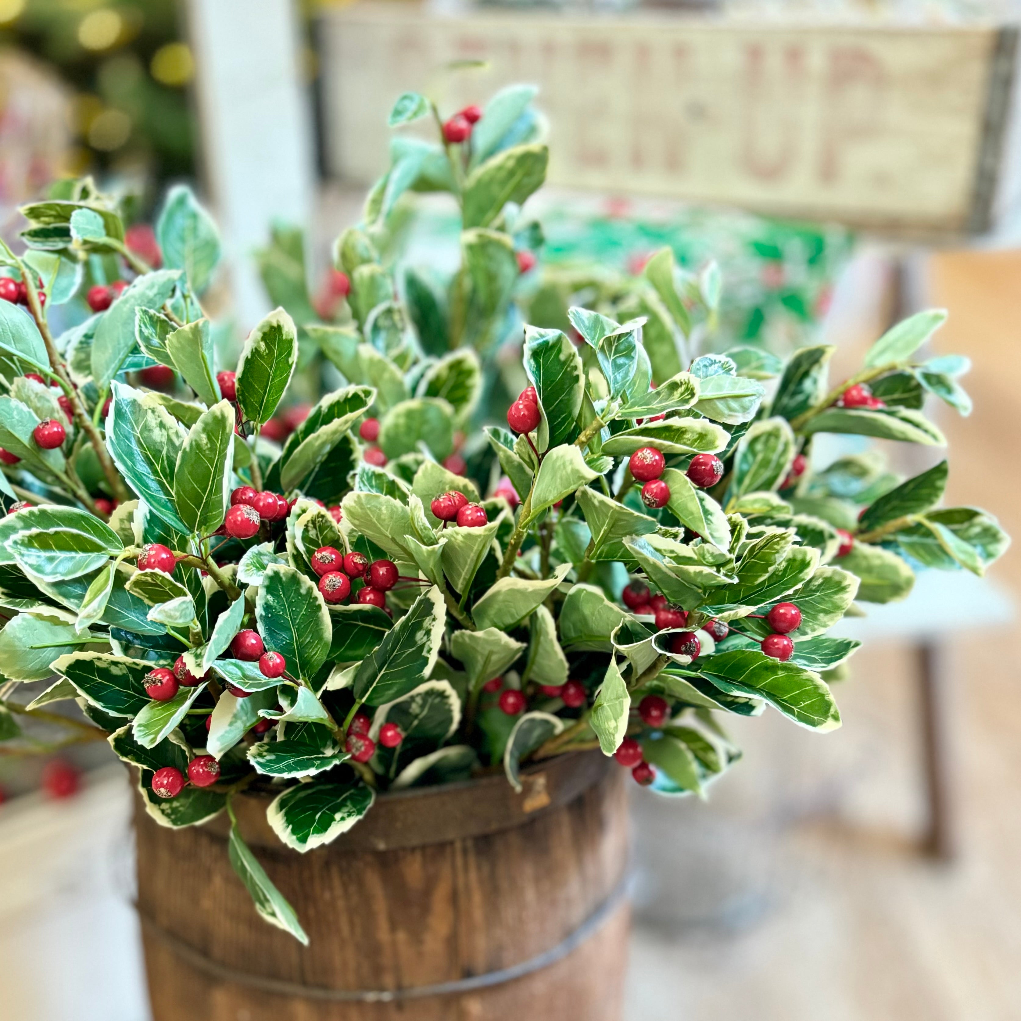 Holly Variegated with Red Berries Spray Stem
