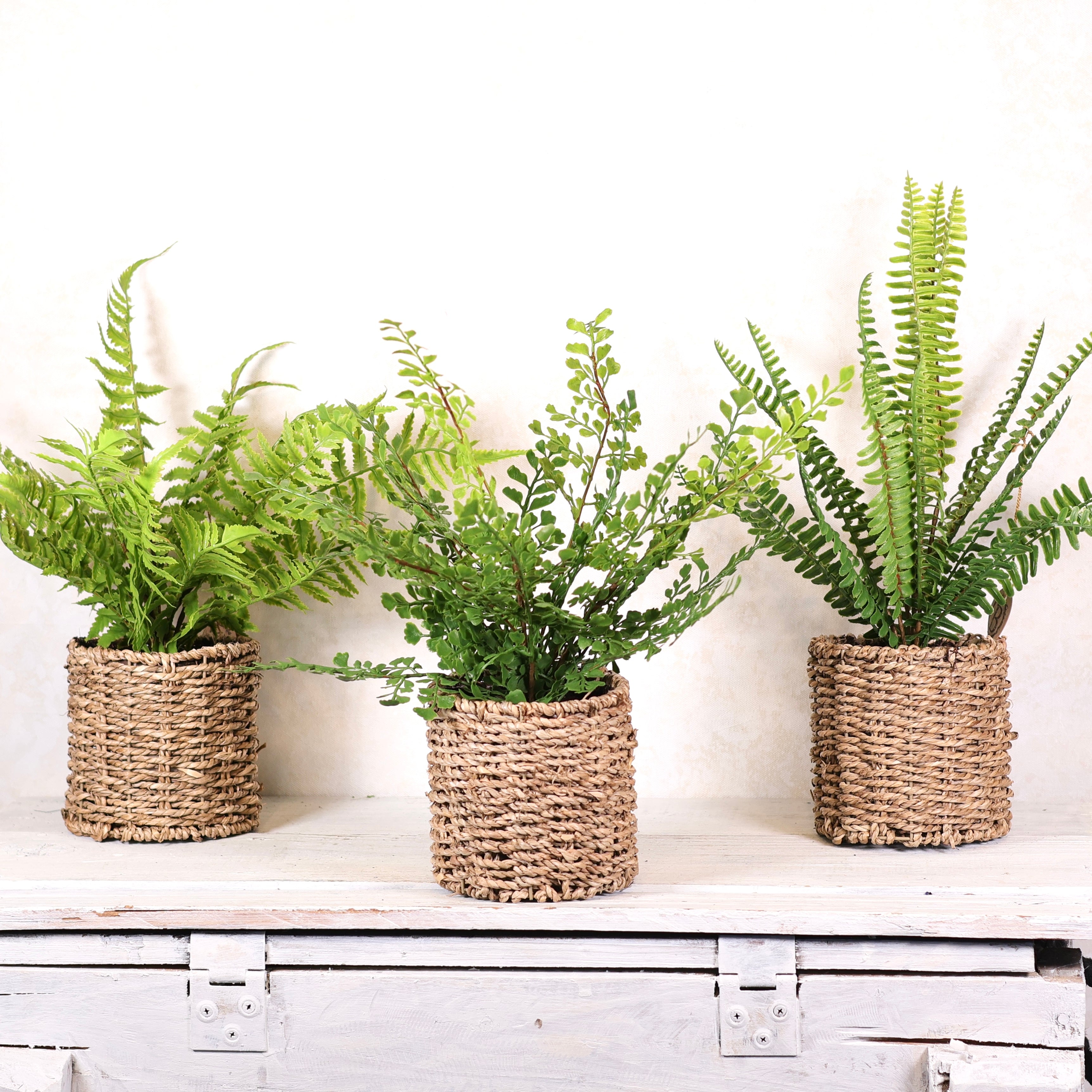 Potted Maidenhair Fern in Round Woven Basket
