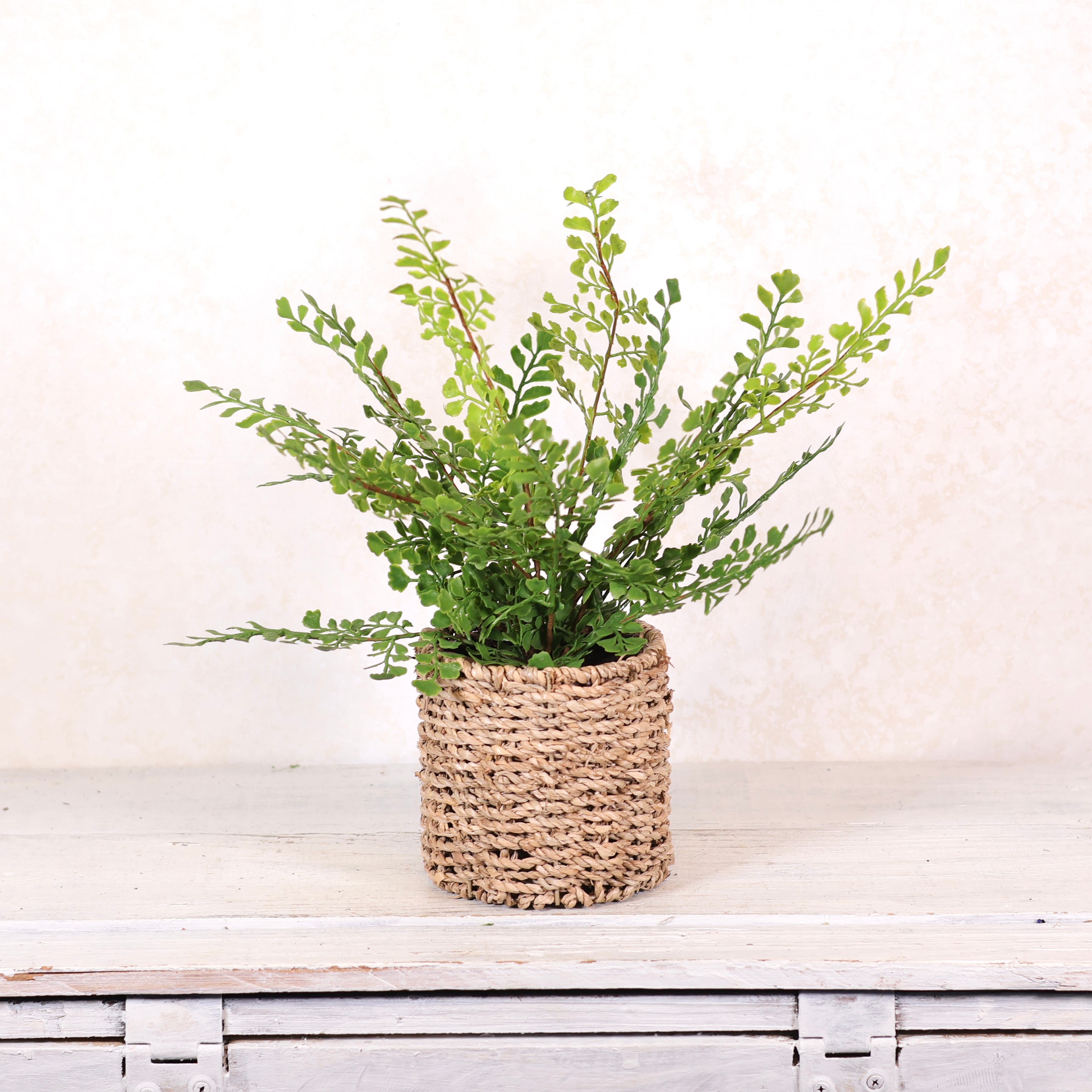 Potted Maidenhair Fern in Round Woven Basket