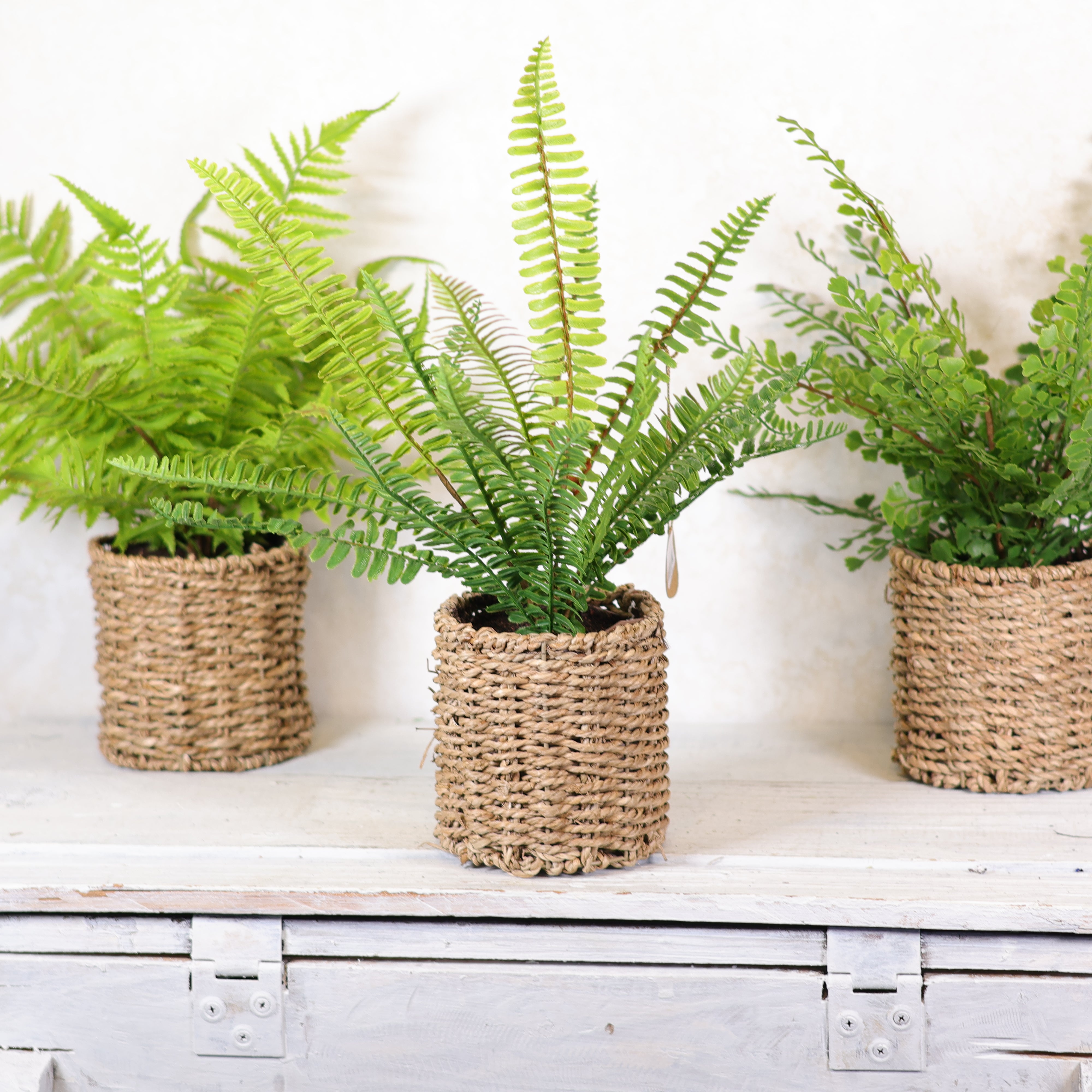Potted Boston Fern in Round Woven Basket