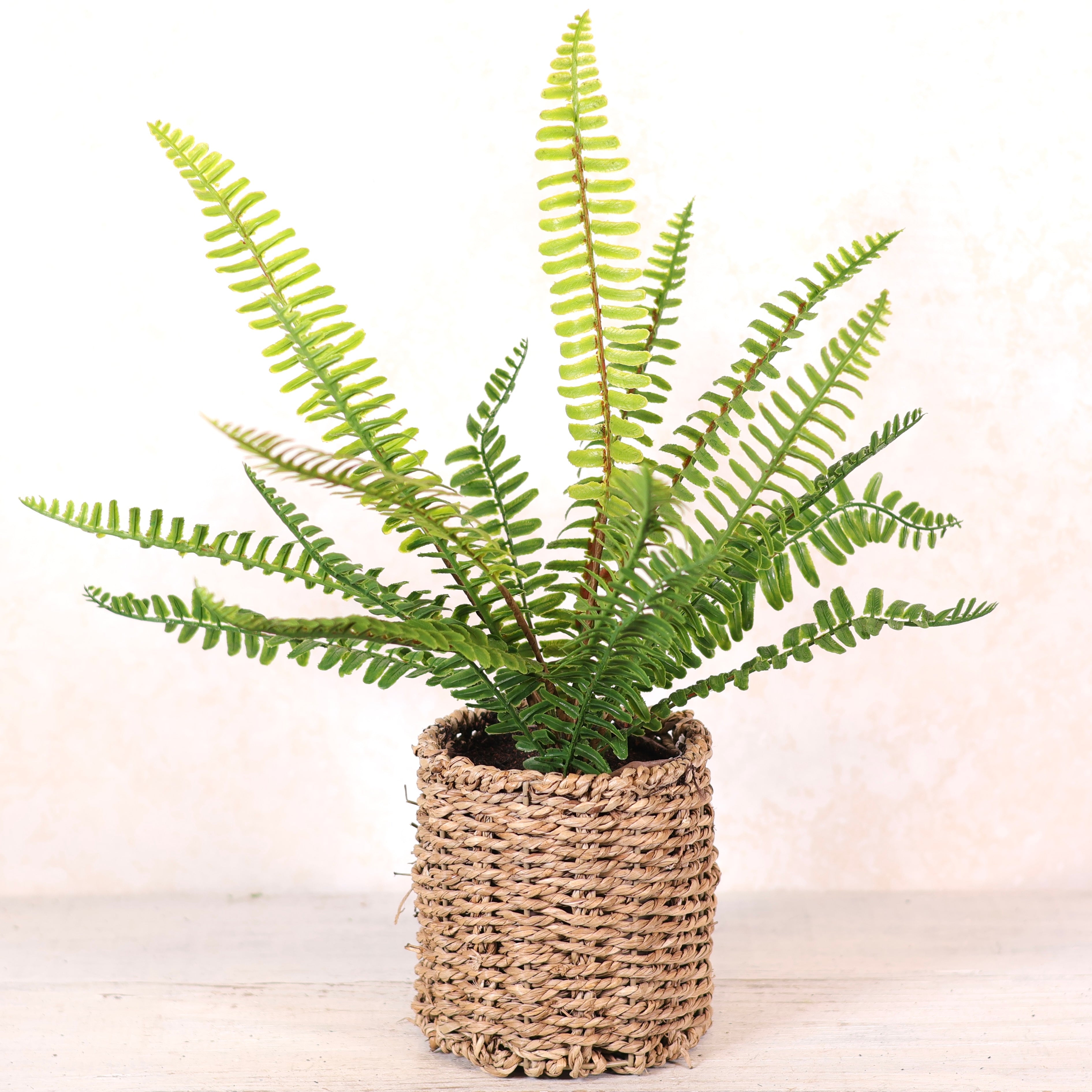 Potted Boston Fern in Round Woven Basket