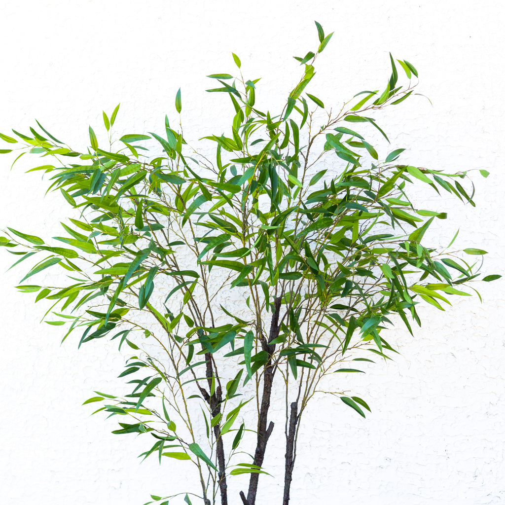 90" Eucalyptus Tree in Pot