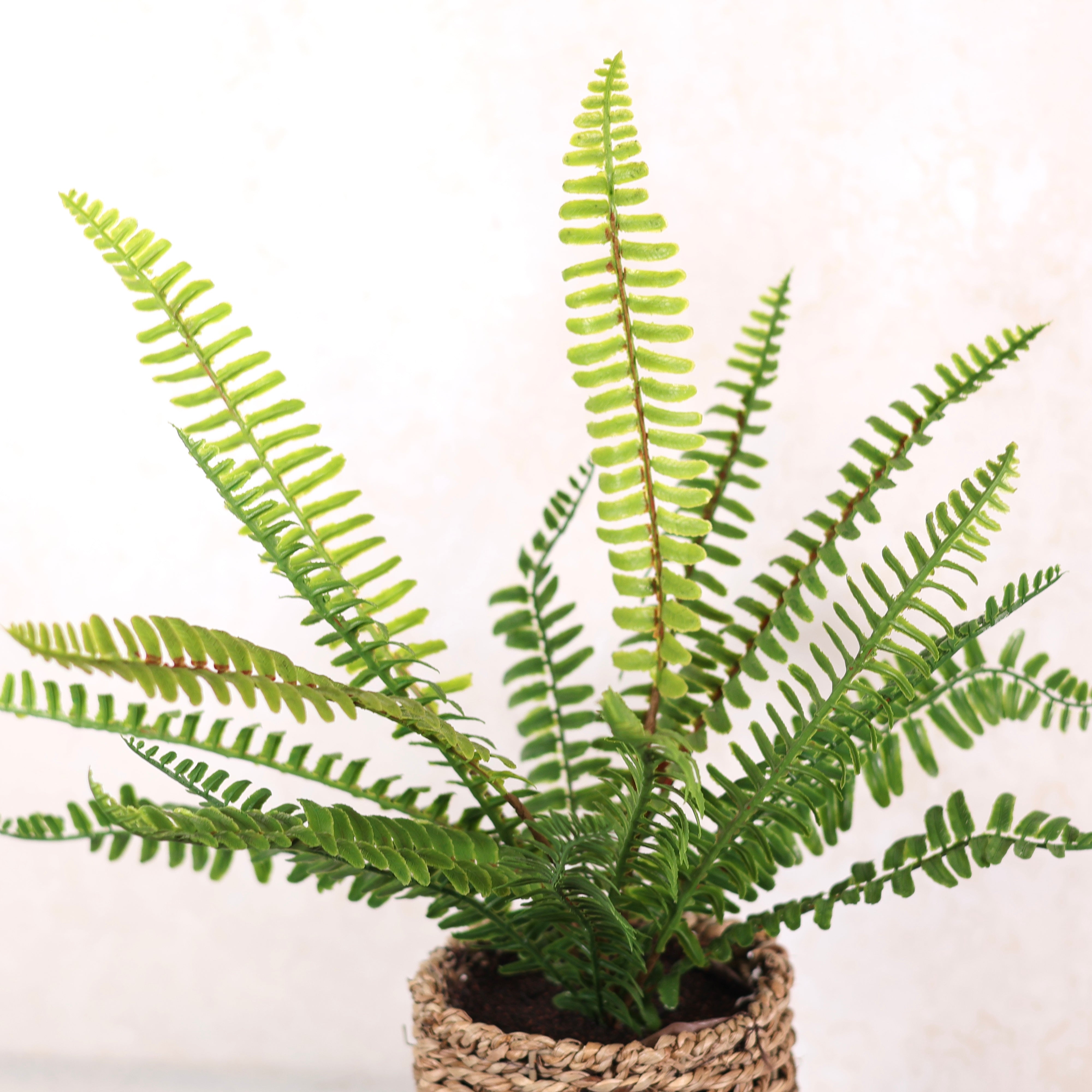 Potted Boston Fern in Round Woven Basket