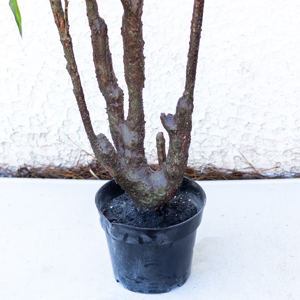 90" Eucalyptus Tree in Pot