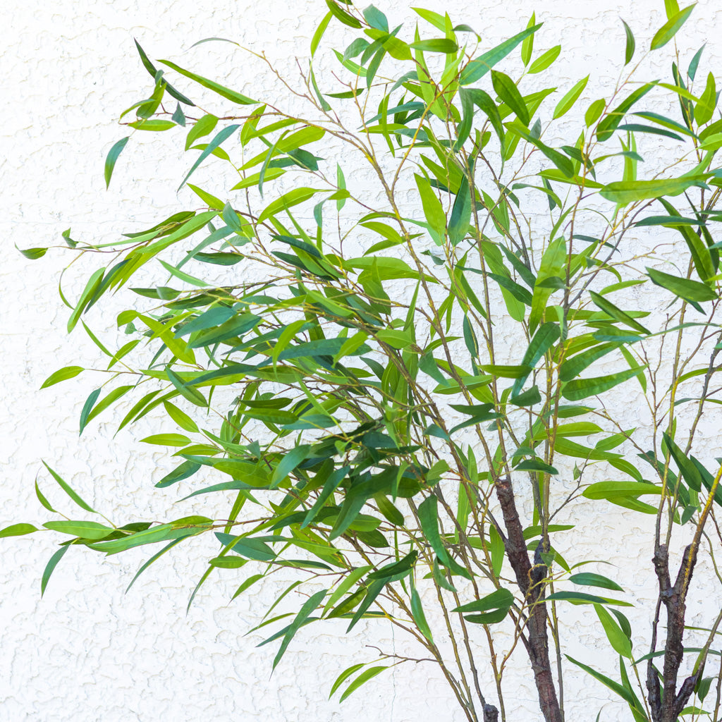 90" Eucalyptus Tree in Pot
