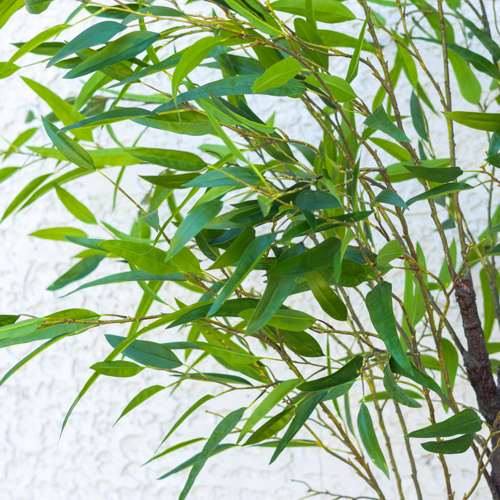 90" Eucalyptus Tree in Pot