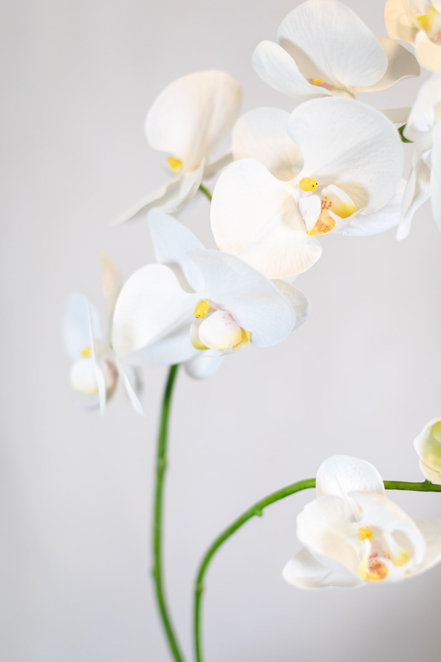 Phalaenopsis Orchid Spray White