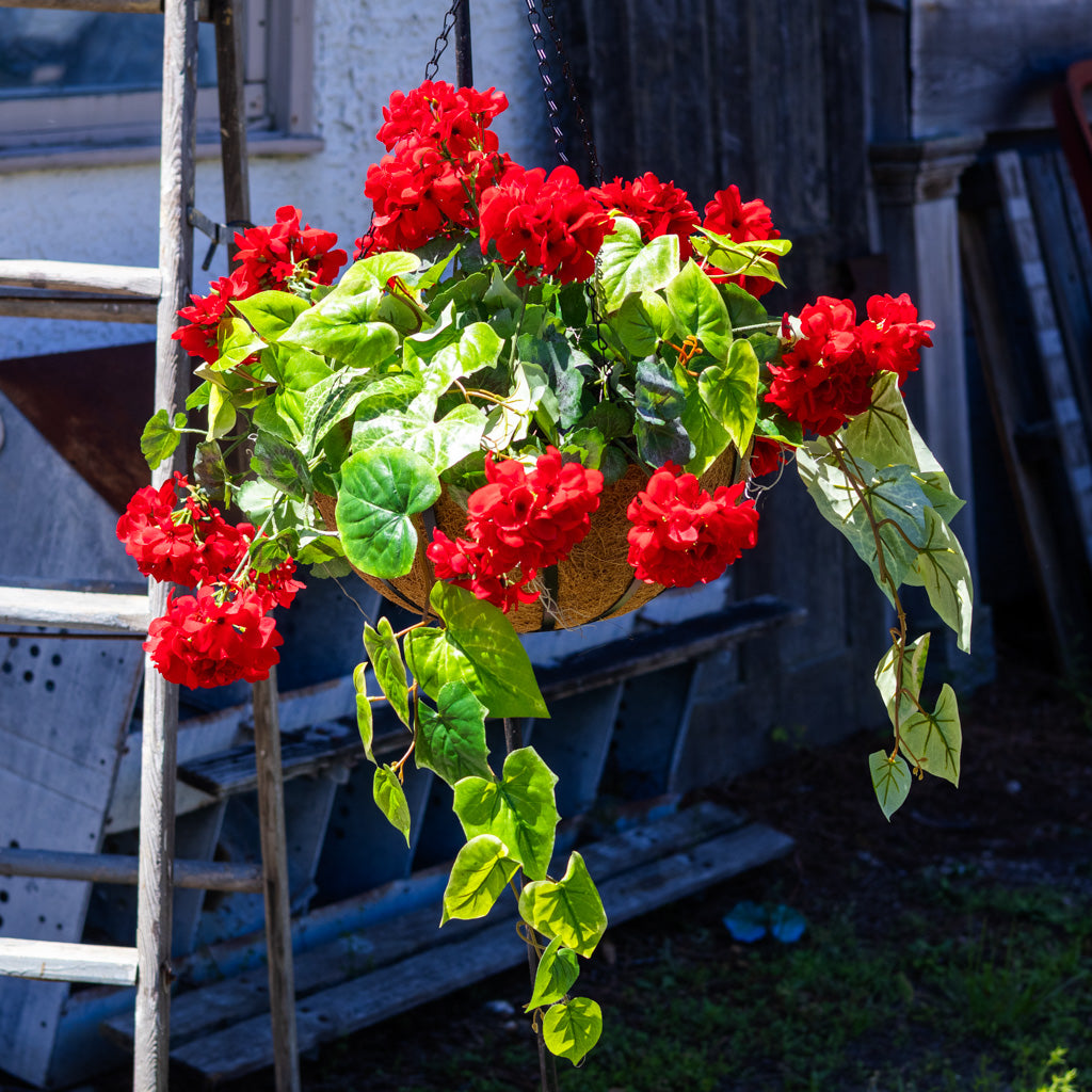 Red Geranium Hanging Basket with Sweet Potato Vine
