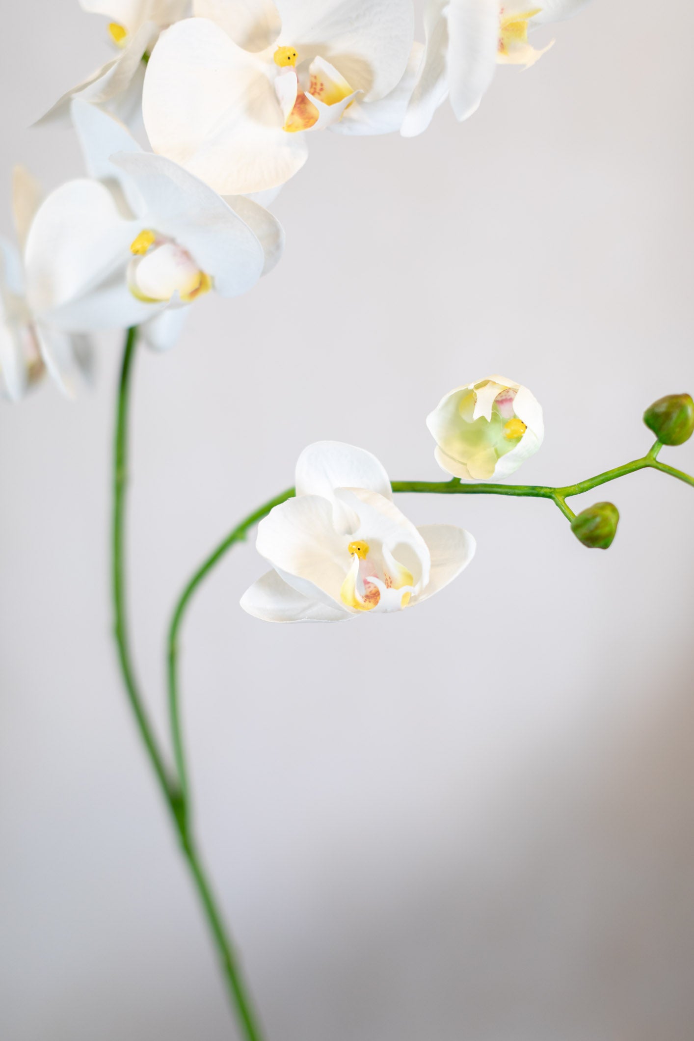 Phalaenopsis Orchid Spray White